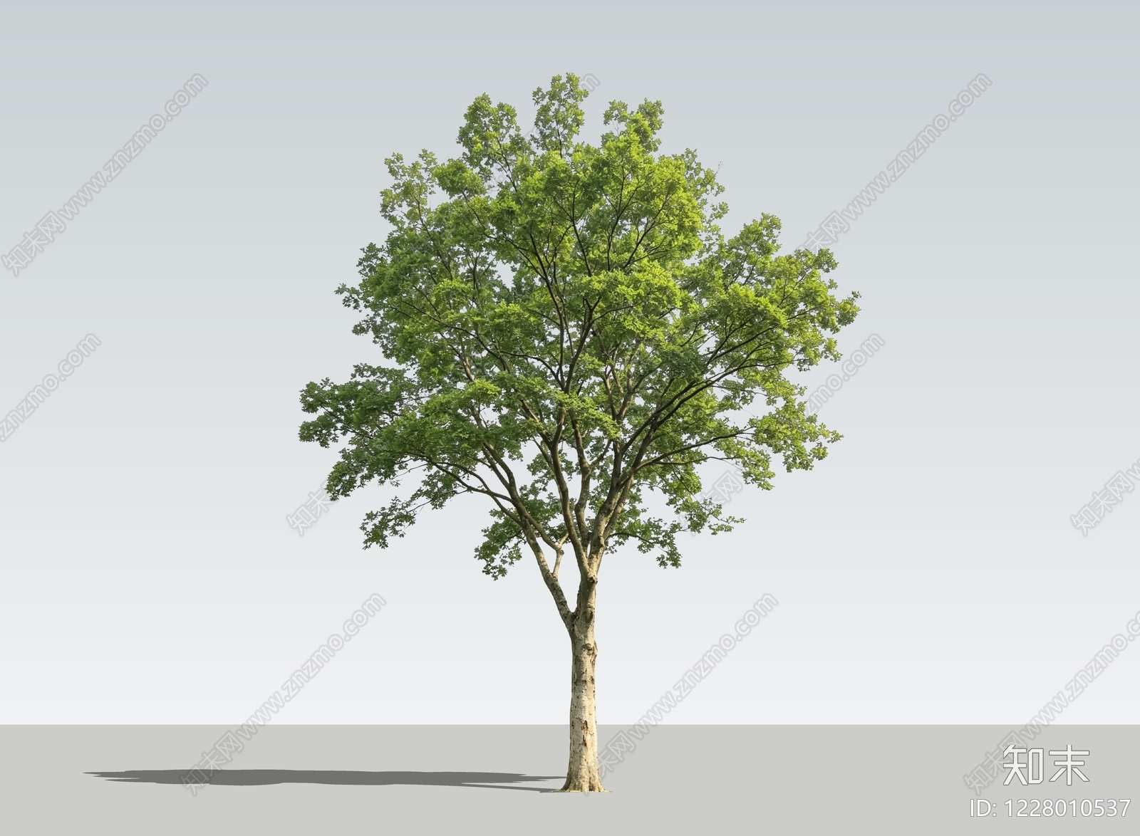 乔木SU模型下载【ID:1228010537】