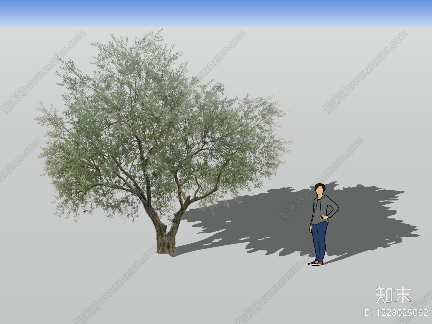 地中海乔木SU模型下载【ID:1228025062】