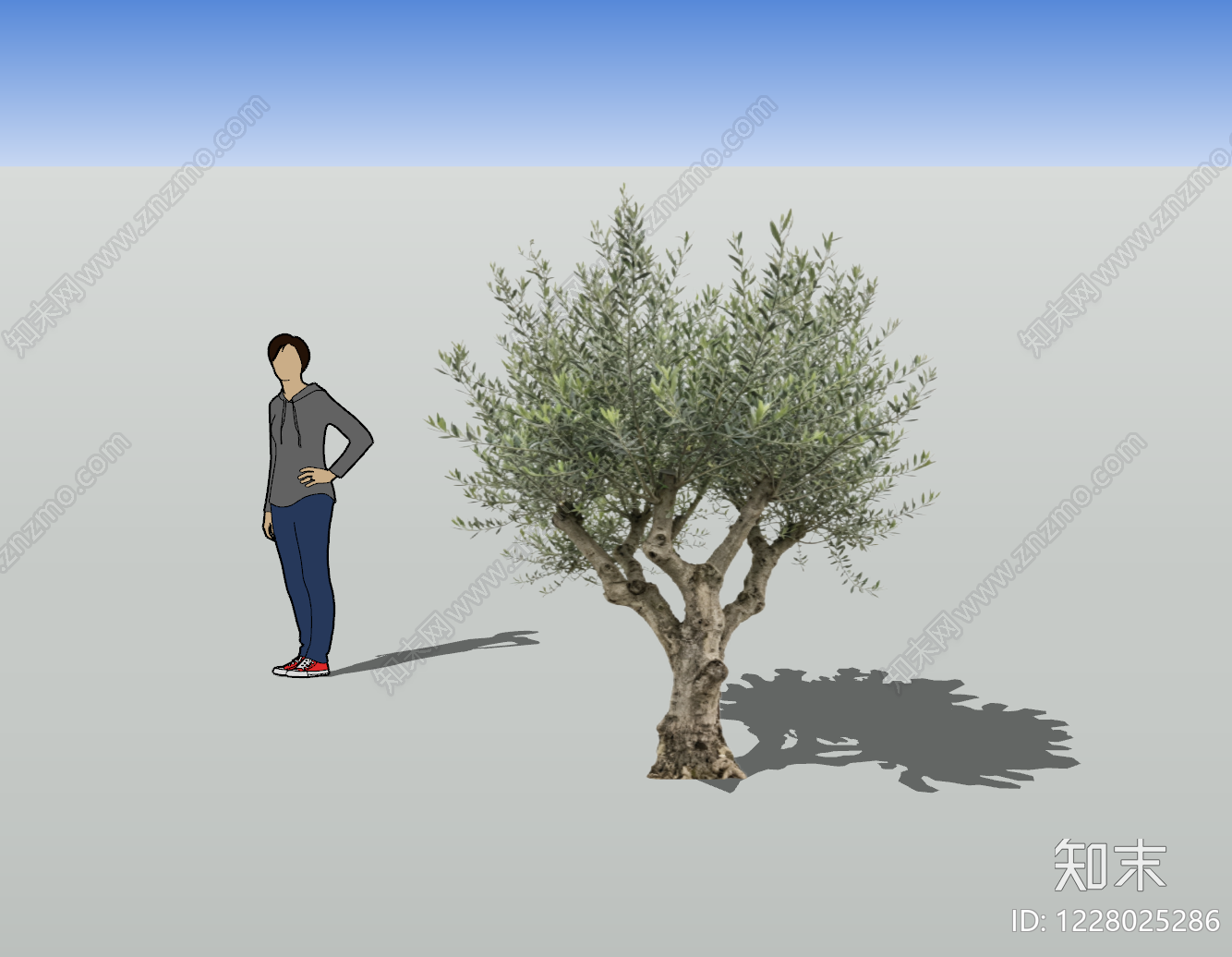 地中海乔木SU模型下载【ID:1228025286】