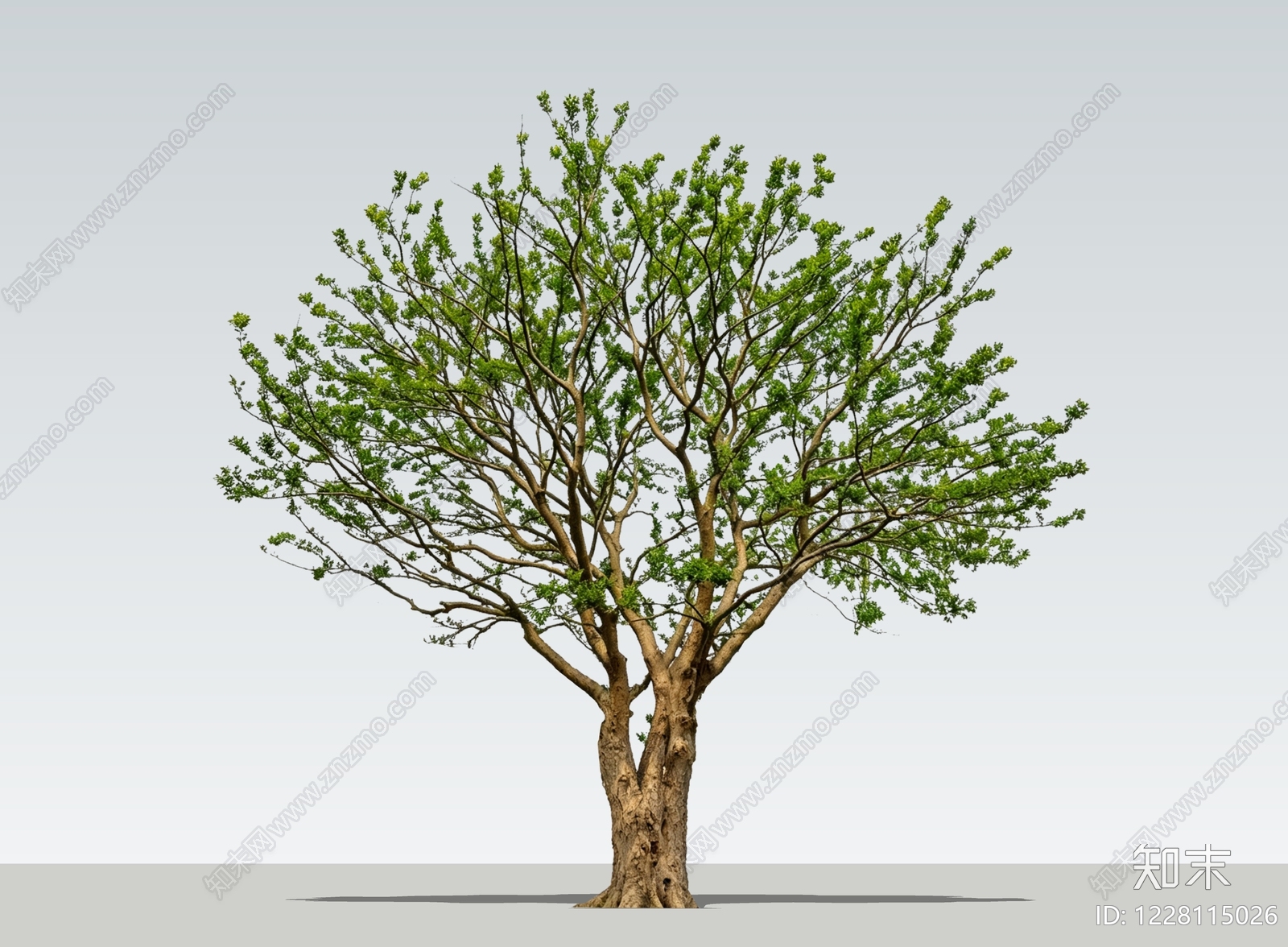 乔木SU模型下载【ID:1228115026】