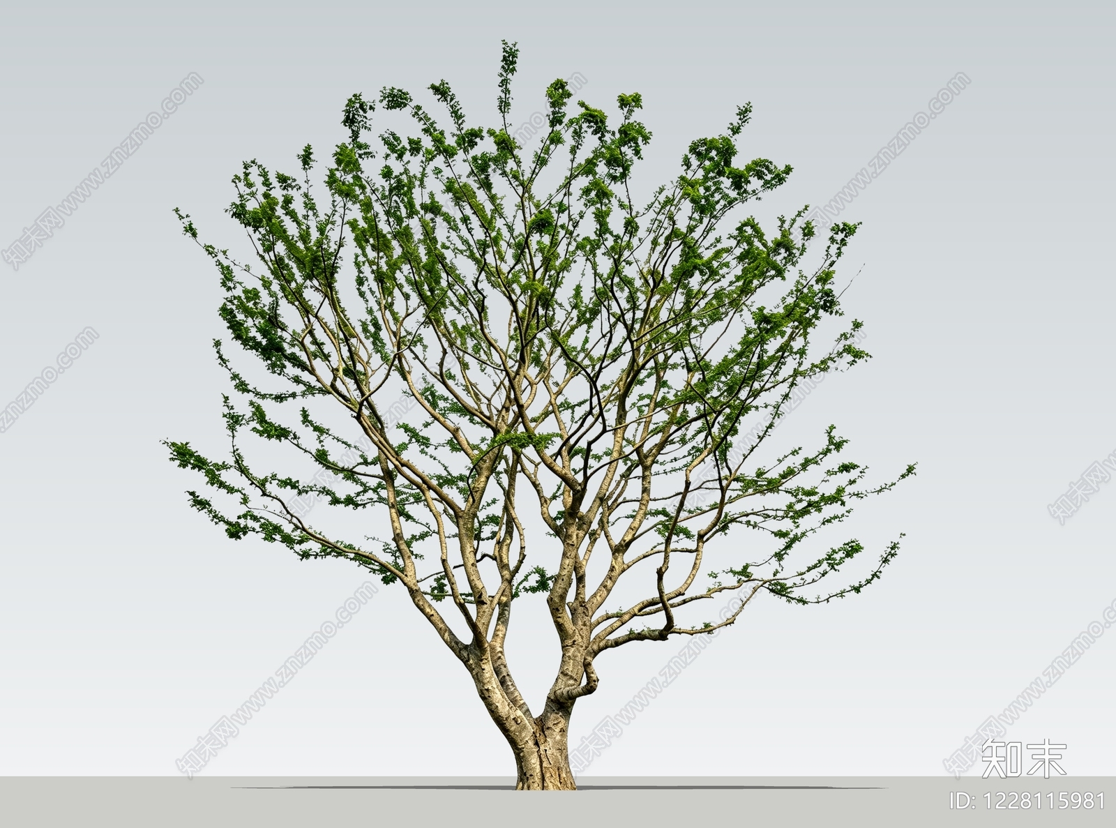 极简乔木SU模型下载【ID:1228115981】