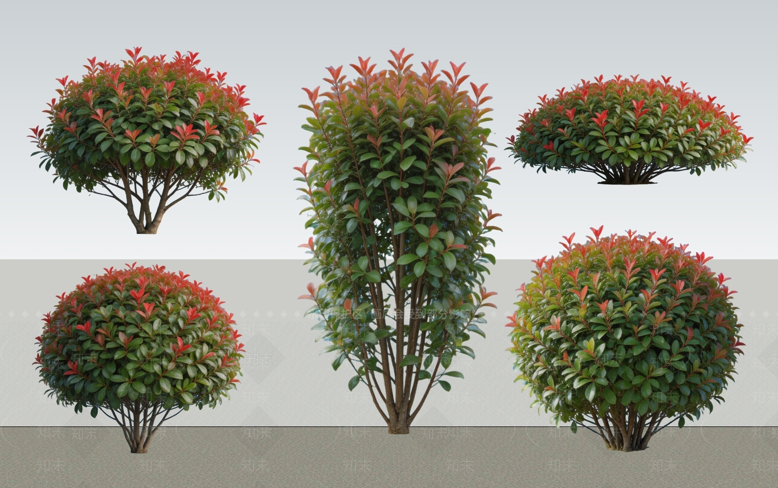 现代灌木SU模型下载【ID:1228804669】