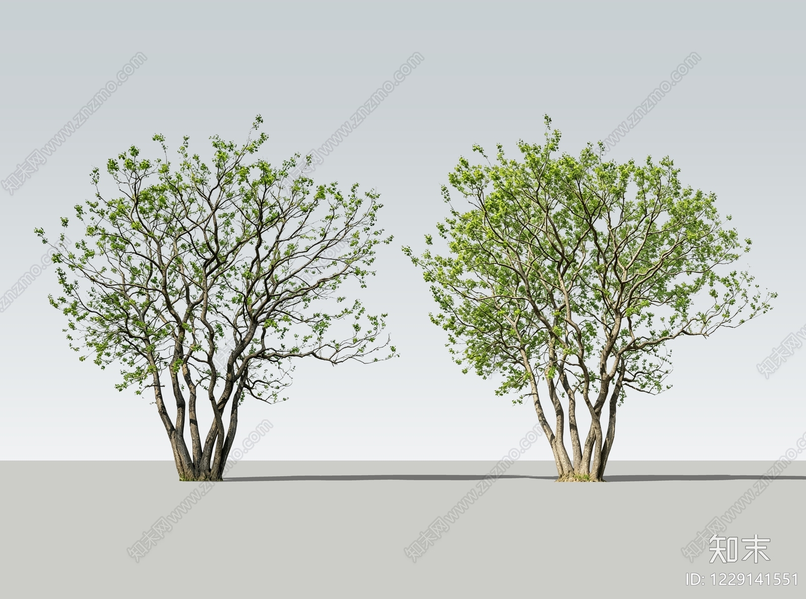乔木SU模型下载【ID:1229141551】