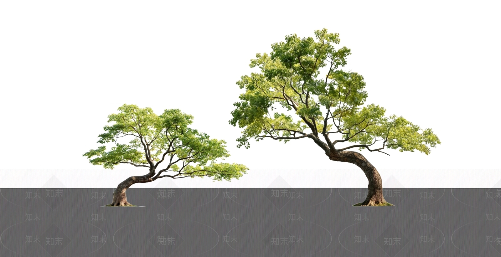 禅意乔木SU模型下载【ID:1229530675】