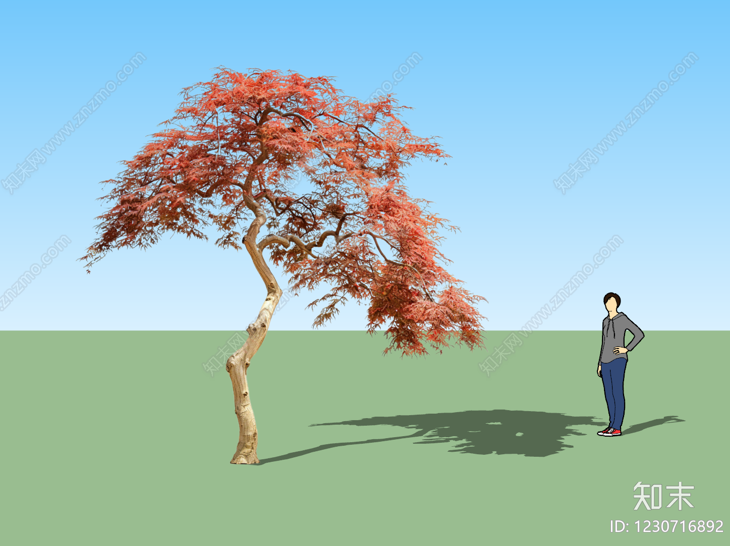 日式乔木SU模型下载【ID:1230716892】