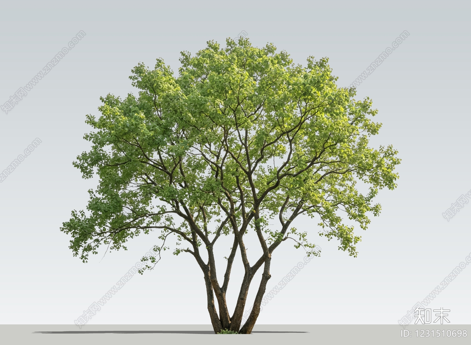 乔木SU模型下载【ID:1231510698】