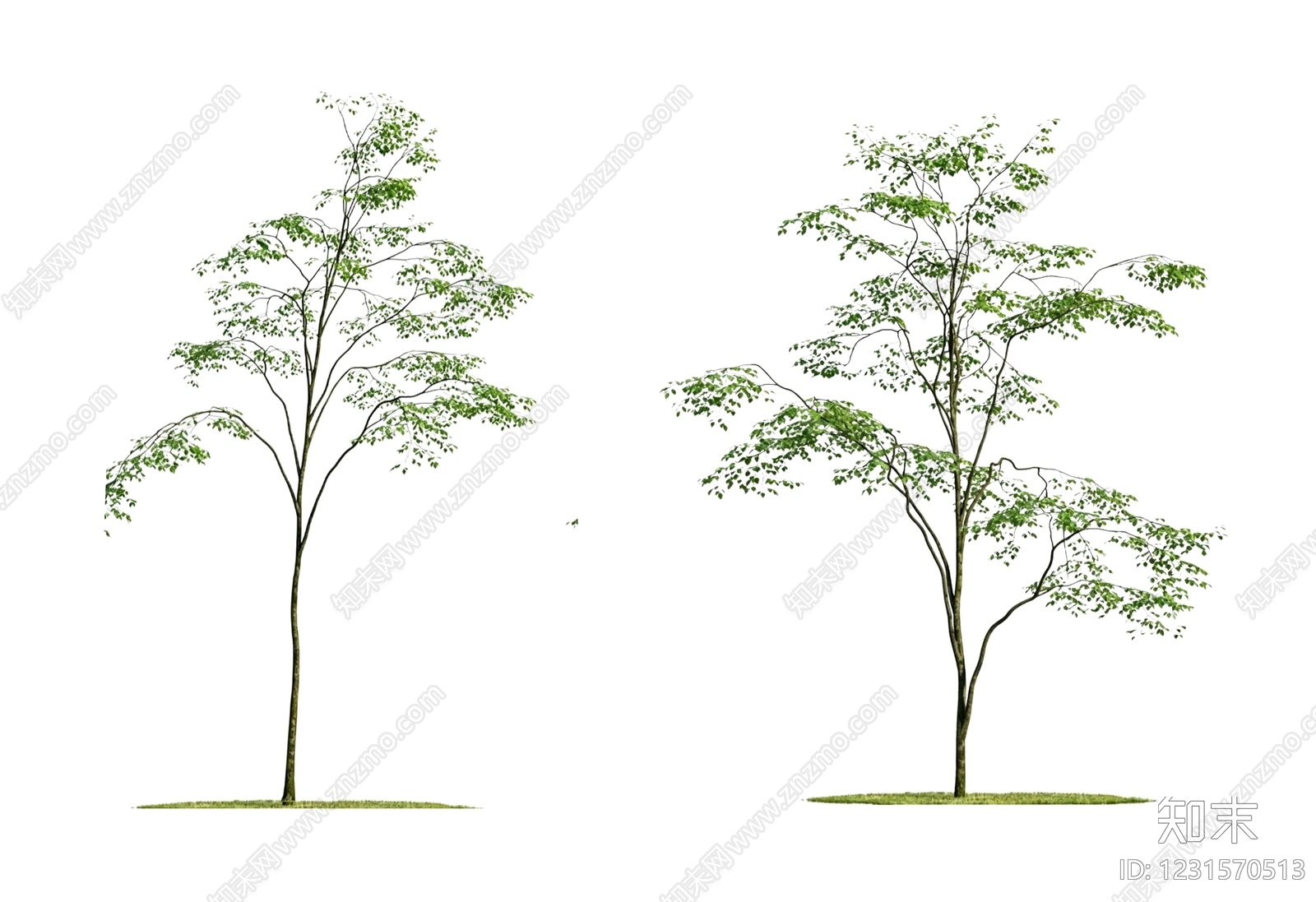乔木SU模型下载【ID:1231570513】