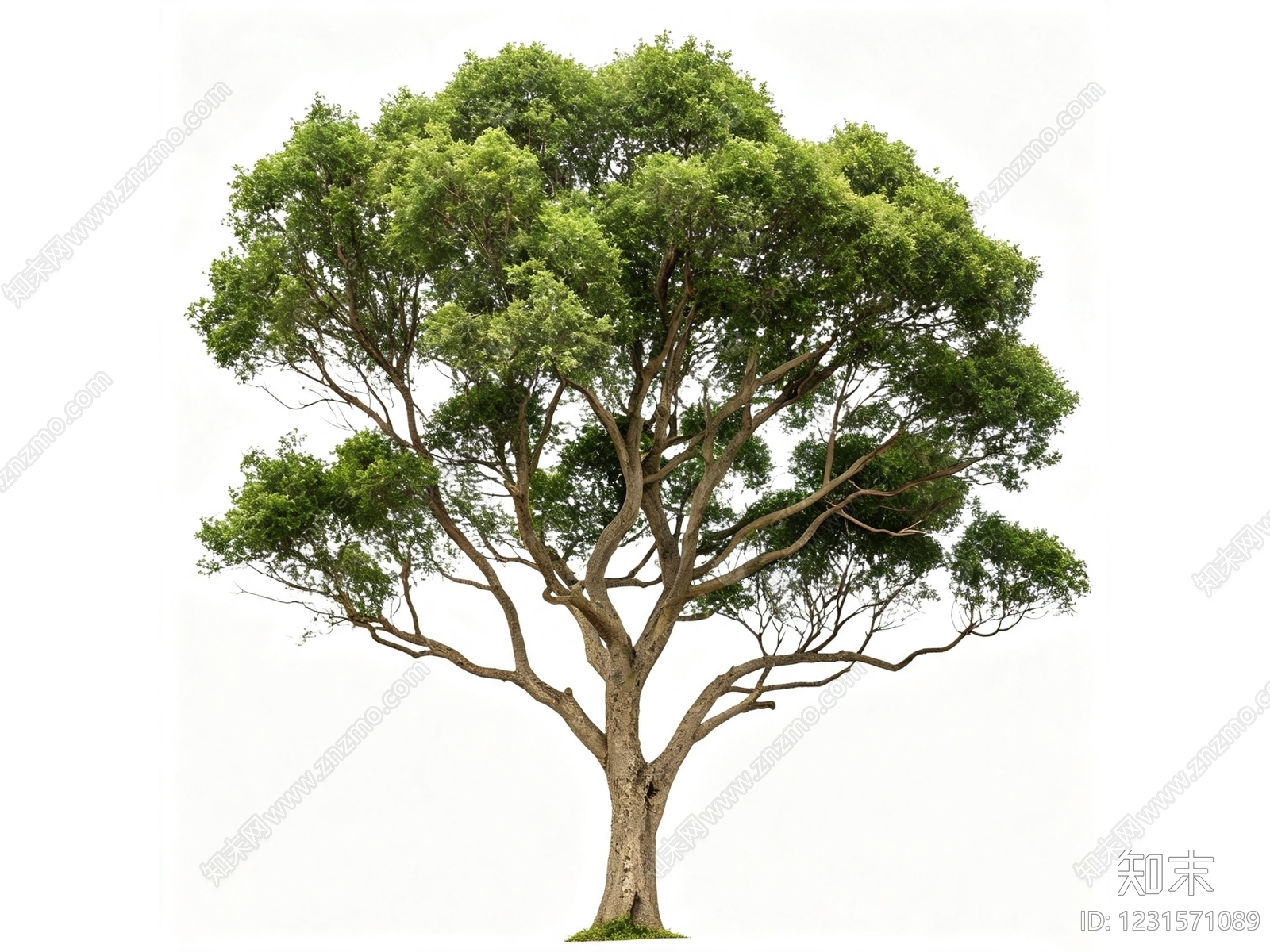 乔木SU模型下载【ID:1231571089】