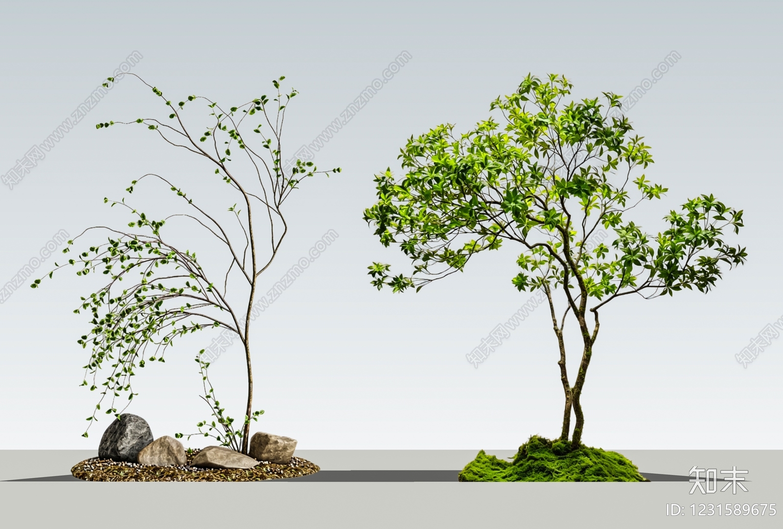 禅意乔木SU模型下载【ID:1231589675】