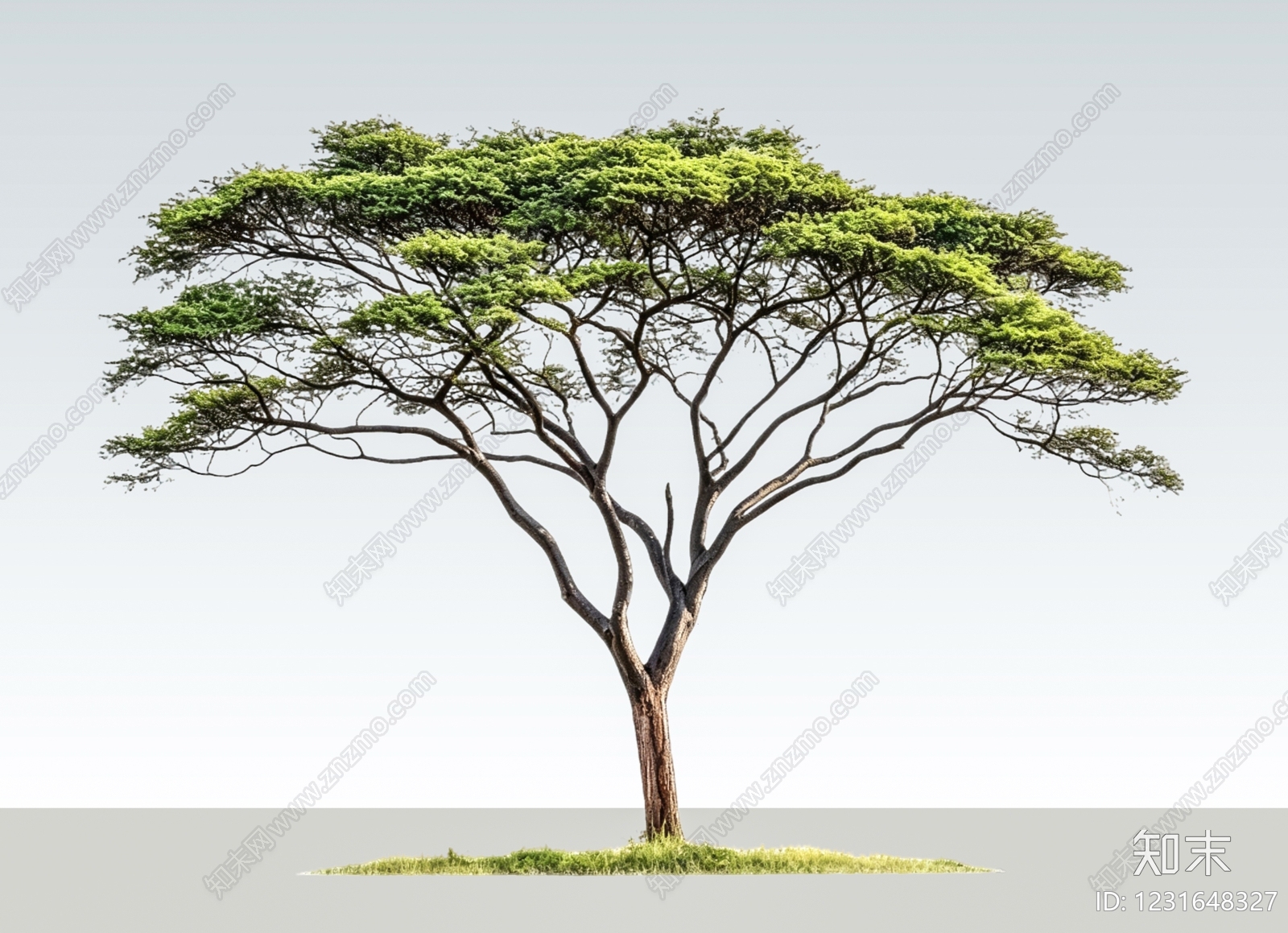 极简乔木SU模型下载【ID:1231648327】