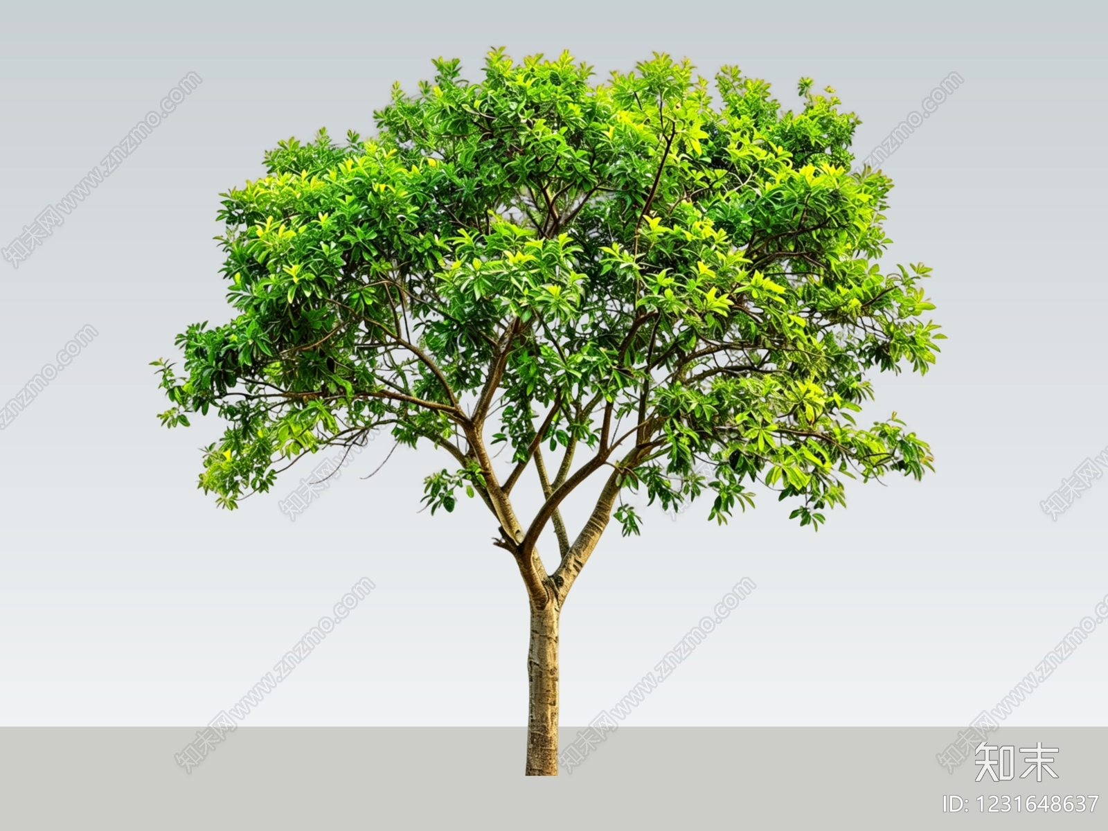 乔木SU模型下载【ID:1231648637】