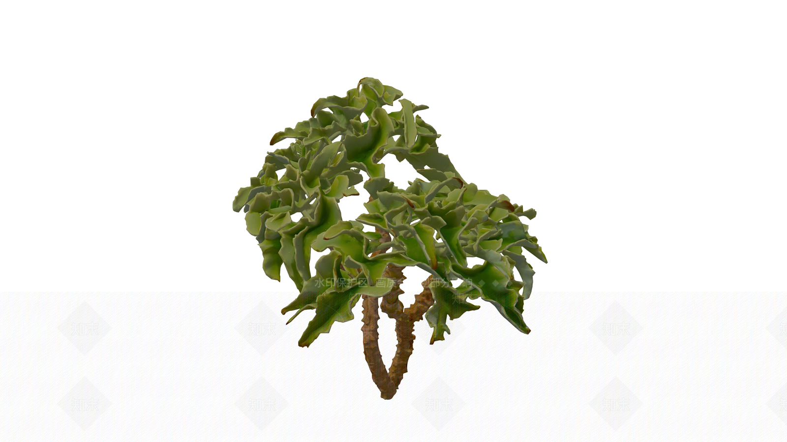 多肉植物SU模型下载【ID:1231653864】