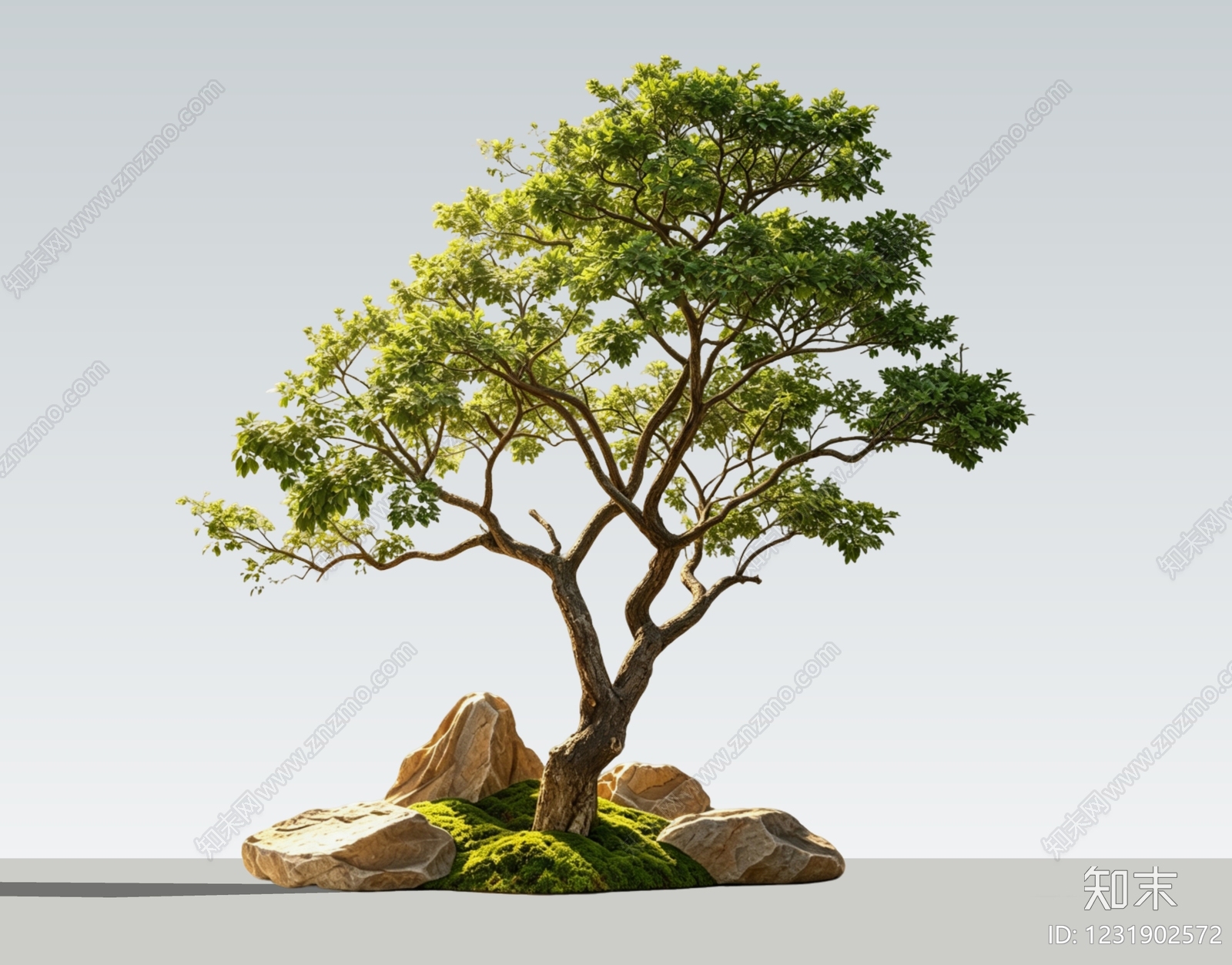 禅意乔木SU模型下载【ID:1231902572】
