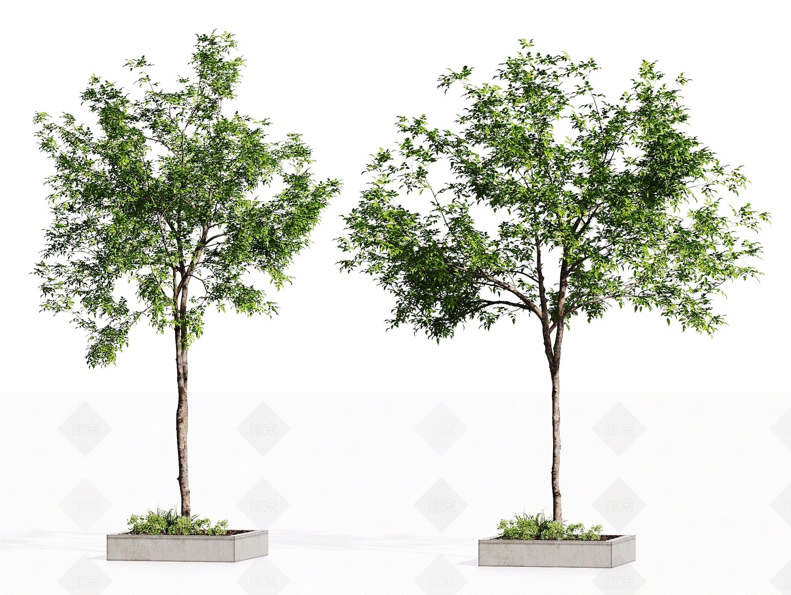 现代主义景观树3D模型下载【ID:1232176535】