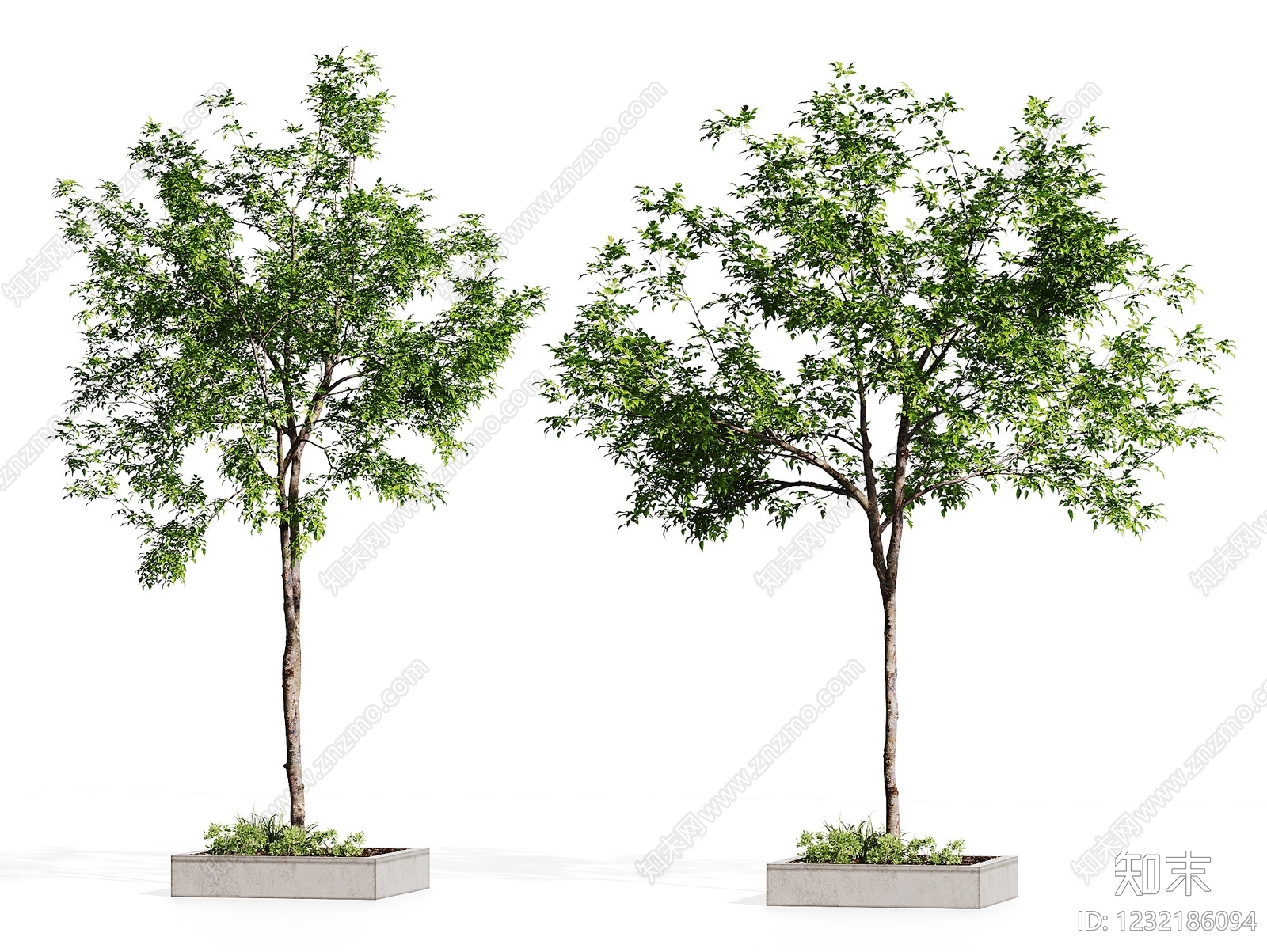 现代乔木SU模型下载【ID:1232186094】