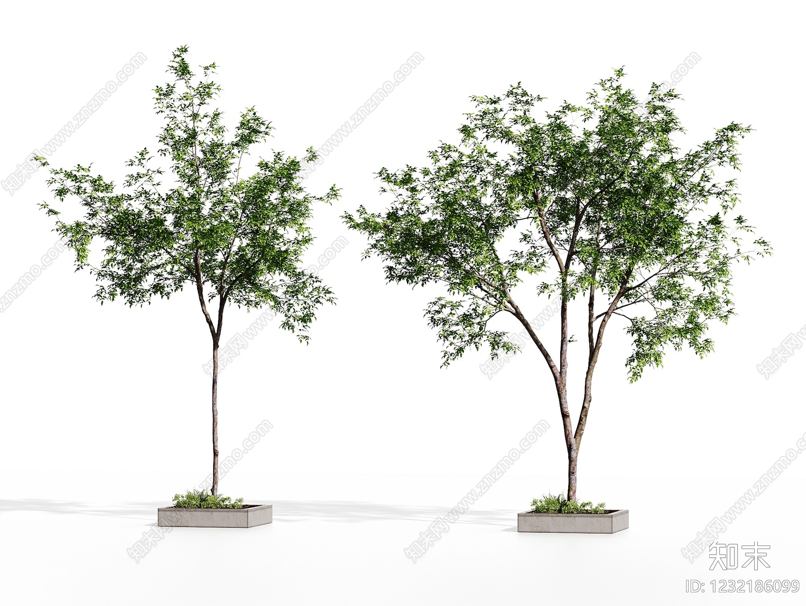 极简乔木SU模型下载【ID:1232186099】