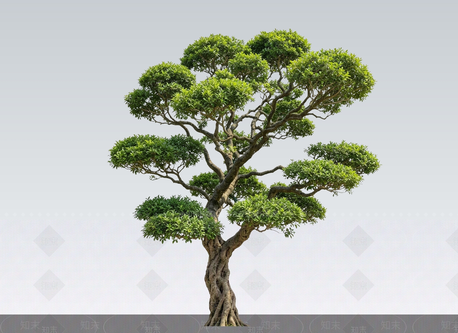 禅意乔木SU模型下载【ID:1232200352】