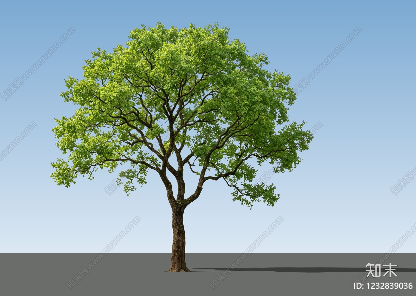 乔木SU模型下载【ID:1232839036】