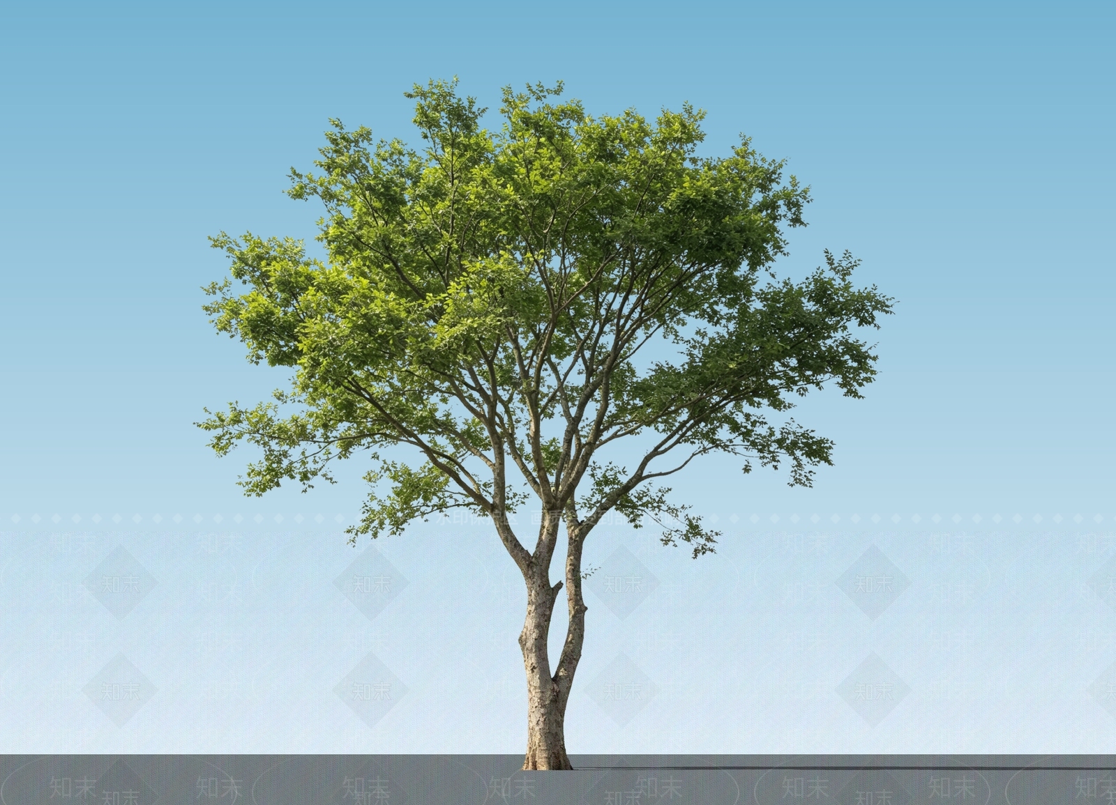 乔木SU模型下载【ID:1233302302】
