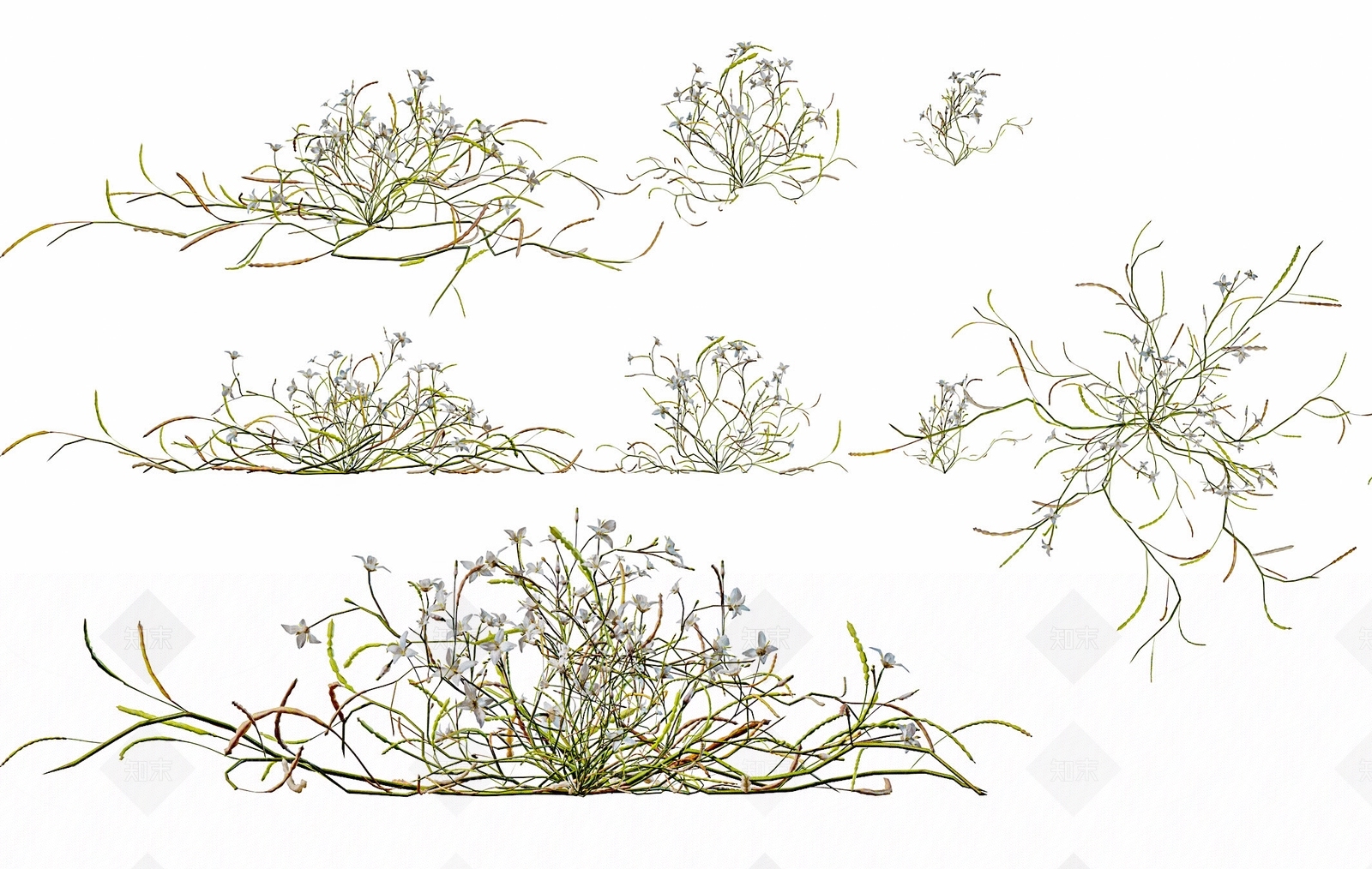 草本植物3D模型渲染效果图