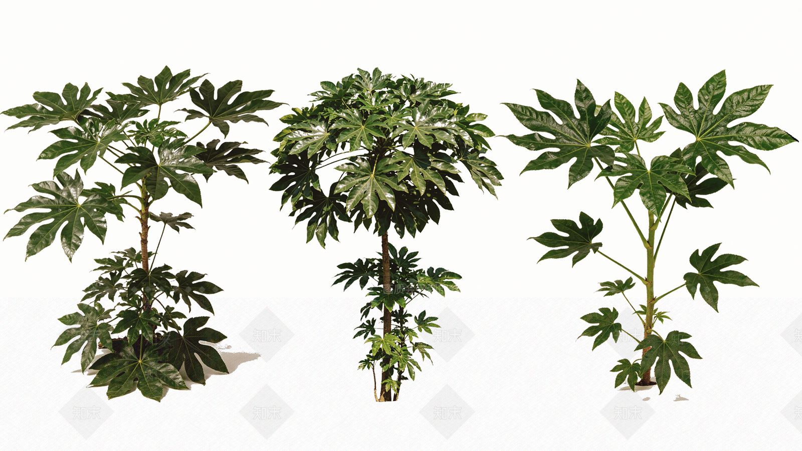 灌木SU模型下载【ID:1233653064】