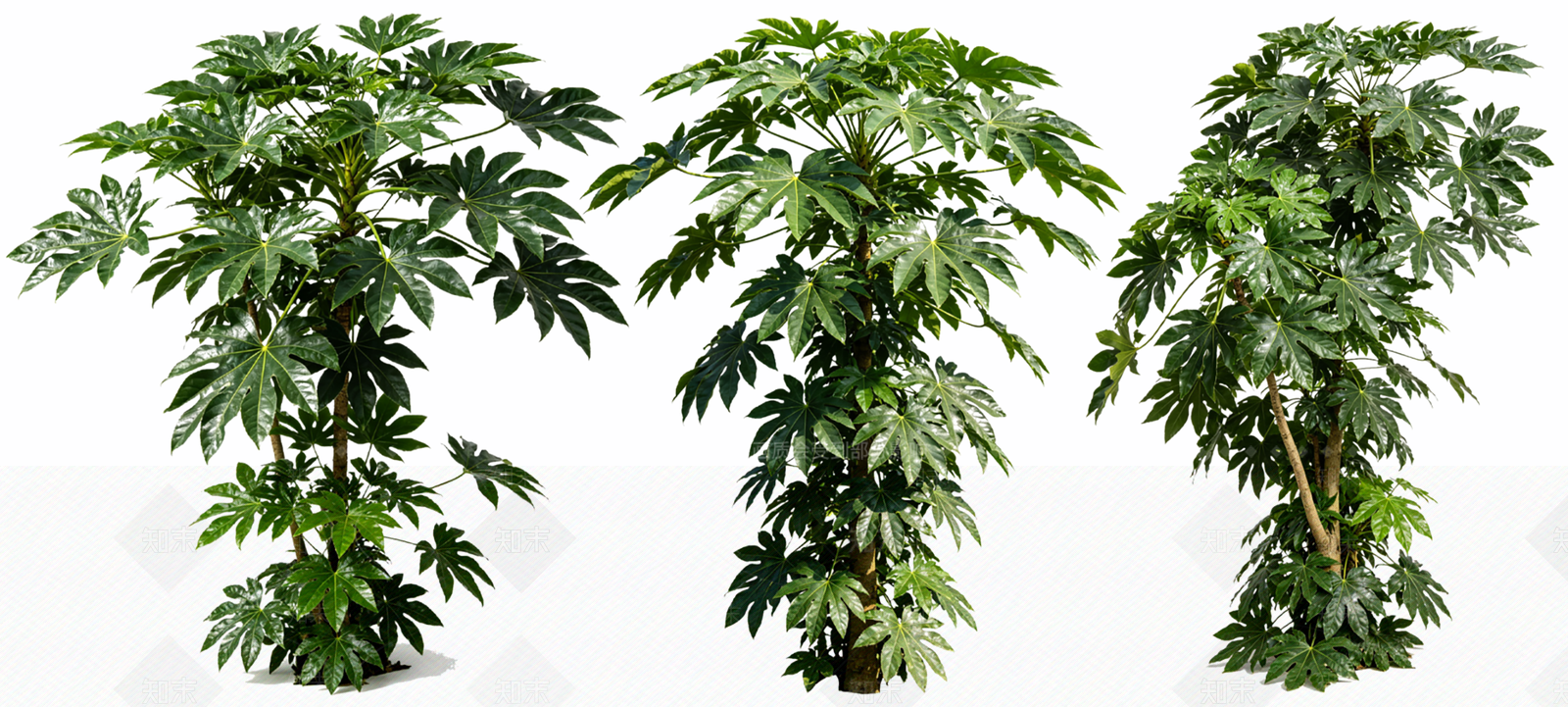 灌木SU模型下载【ID:1233653280】