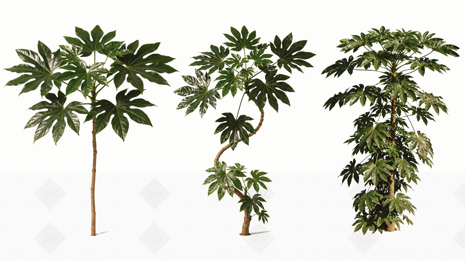灌木SU模型下载【ID:1233653205】