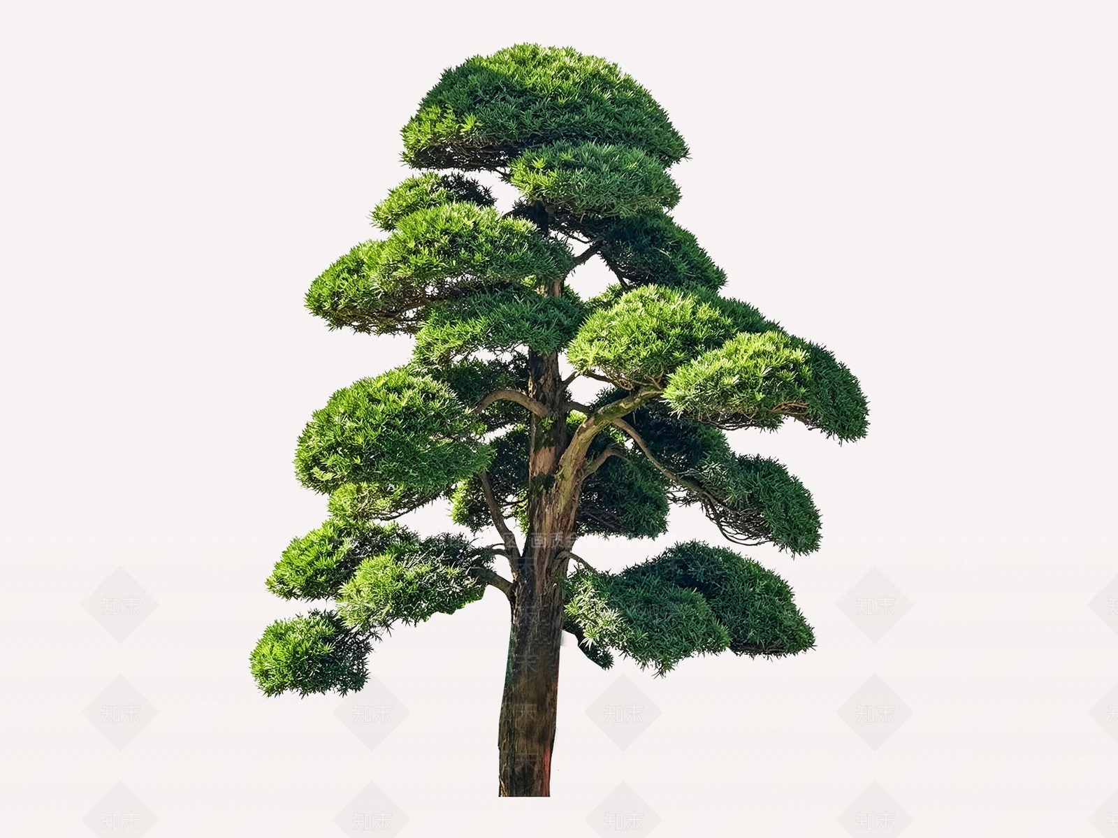 禅意乔木SU模型下载【ID:1233706340】