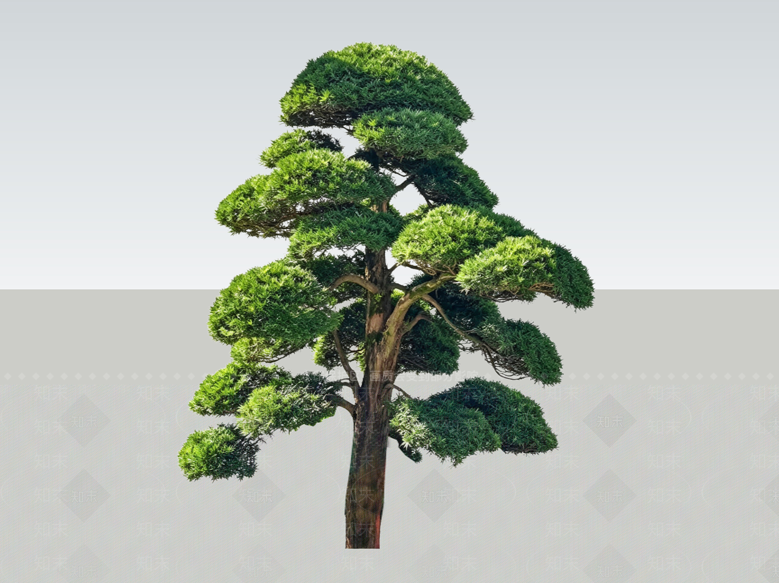 禅意乔木SU模型下载【ID:1233706340】