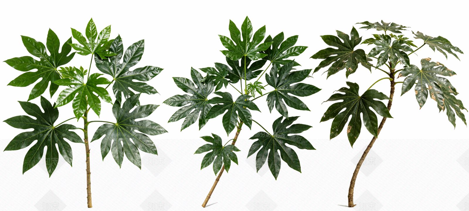 灌木SU模型下载【ID:1233764507】