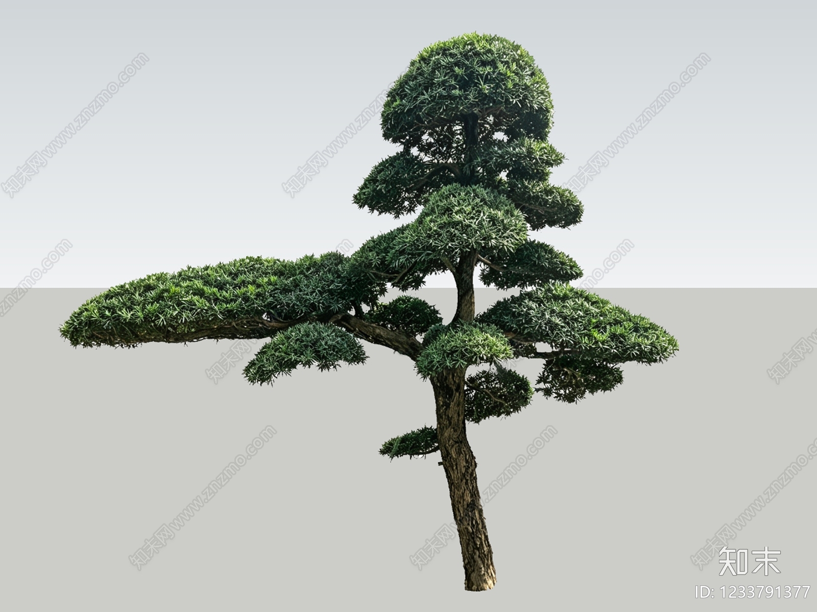 禅意乔木SU模型下载【ID:1233791377】