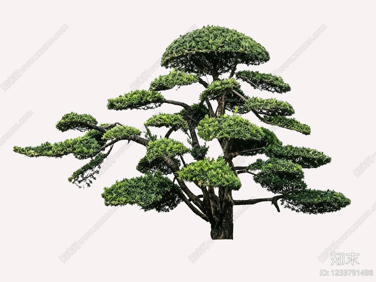 禅意乔木SU模型下载【ID:1233791498】