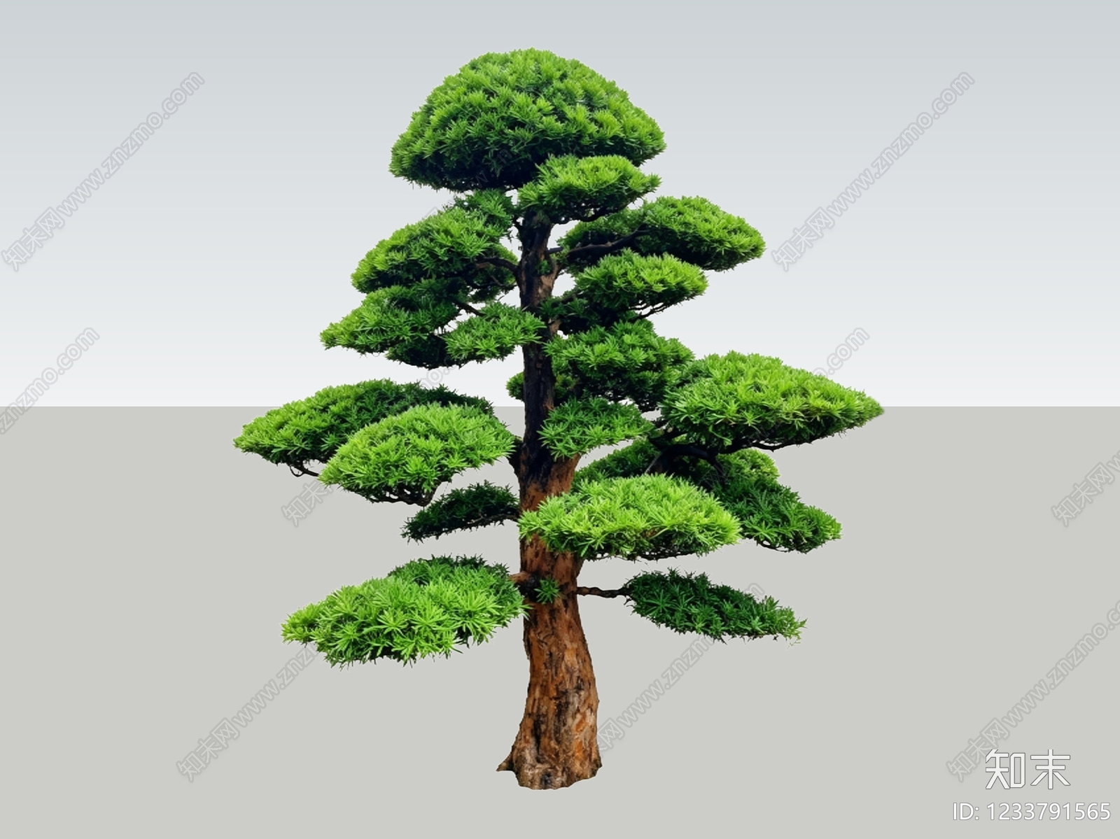 禅意乔木SU模型下载【ID:1233791565】