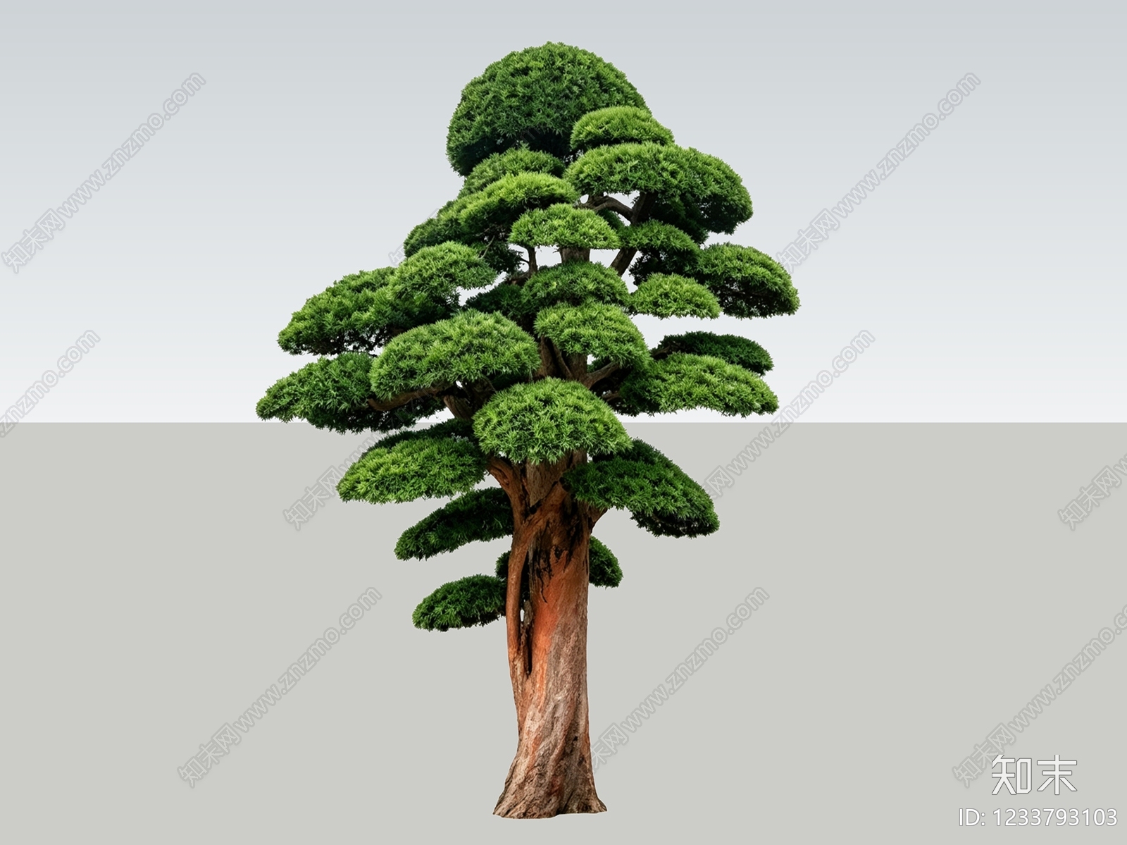禅意乔木SU模型下载【ID:1233793103】
