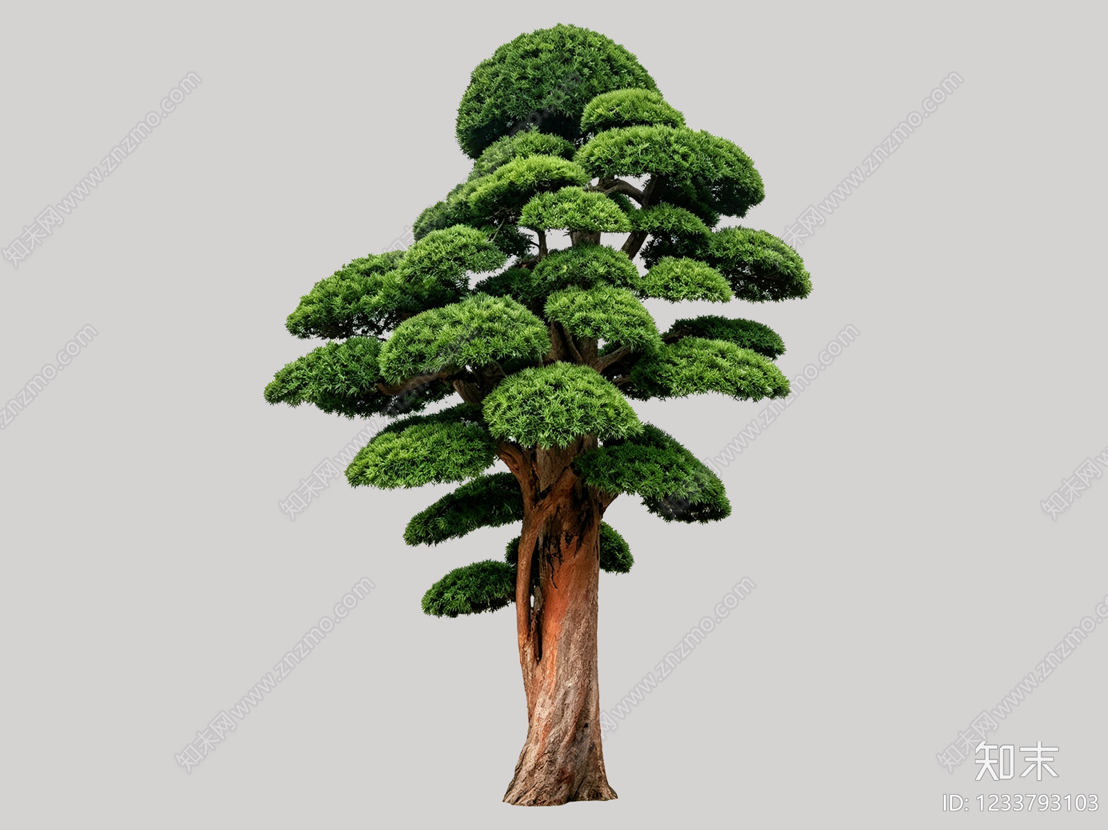 禅意乔木SU模型下载【ID:1233793103】