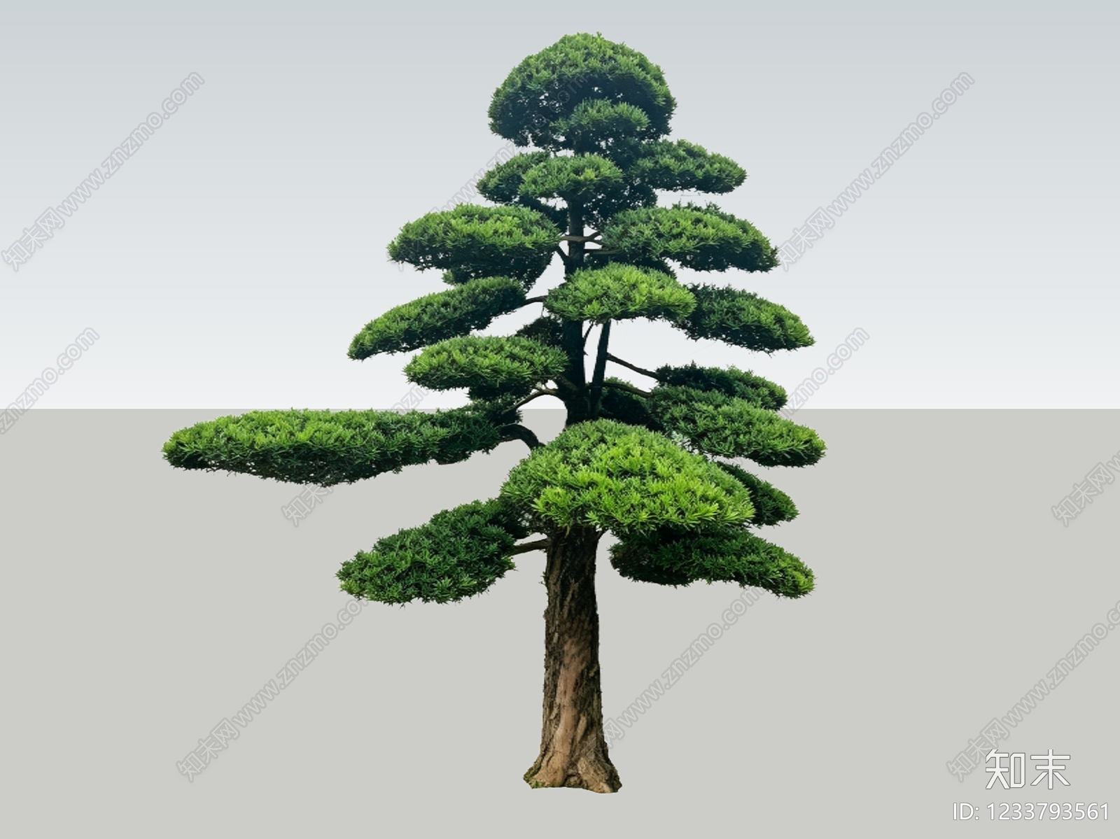 禅意乔木SU模型下载【ID:1233793561】