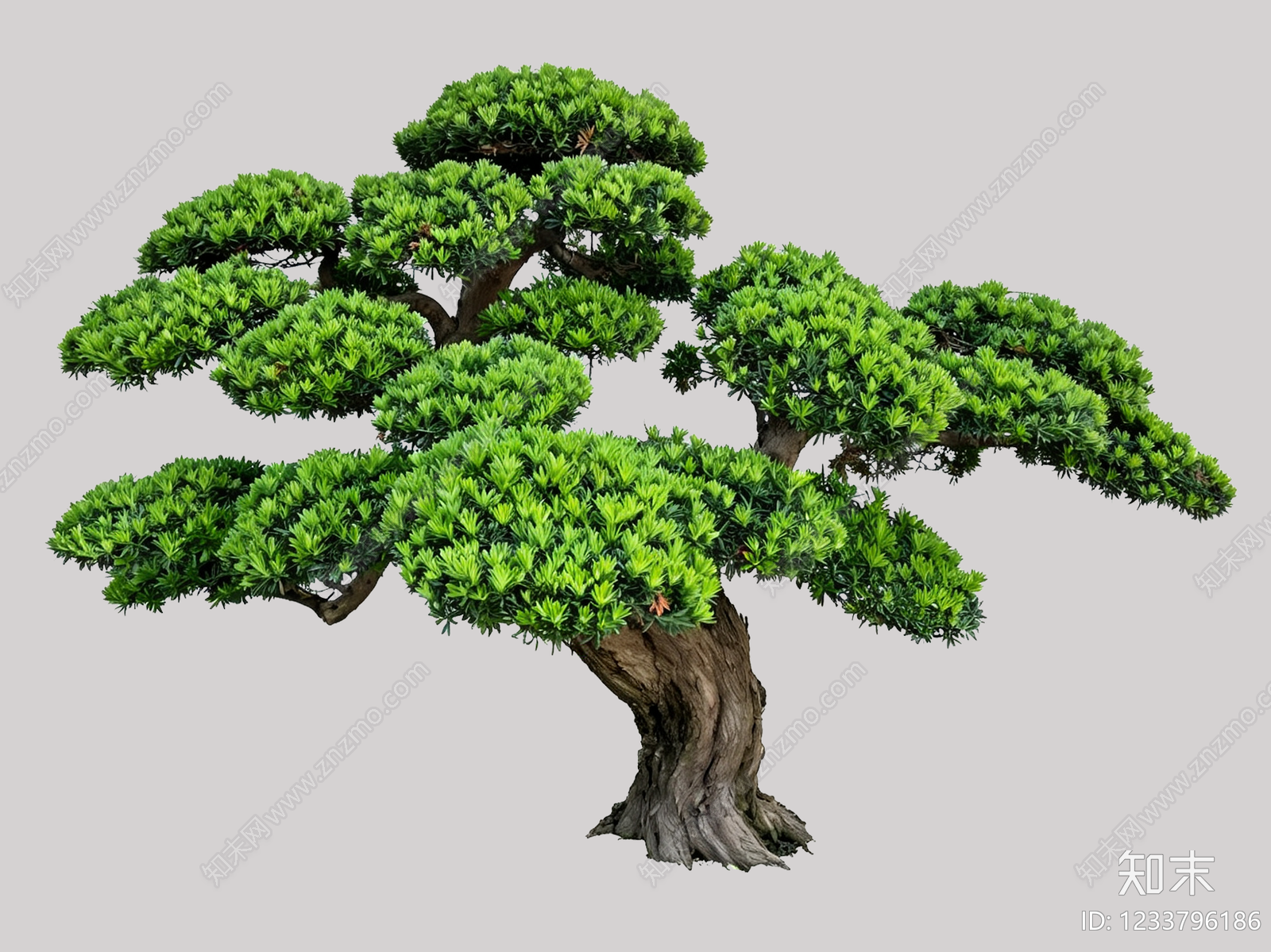 禅意盆栽SU模型下载【ID:1233796186】