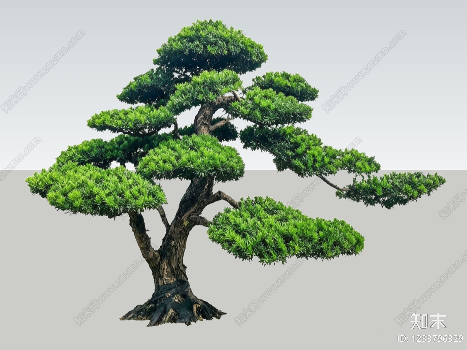禅意乔木SU模型下载【ID:1233796329】