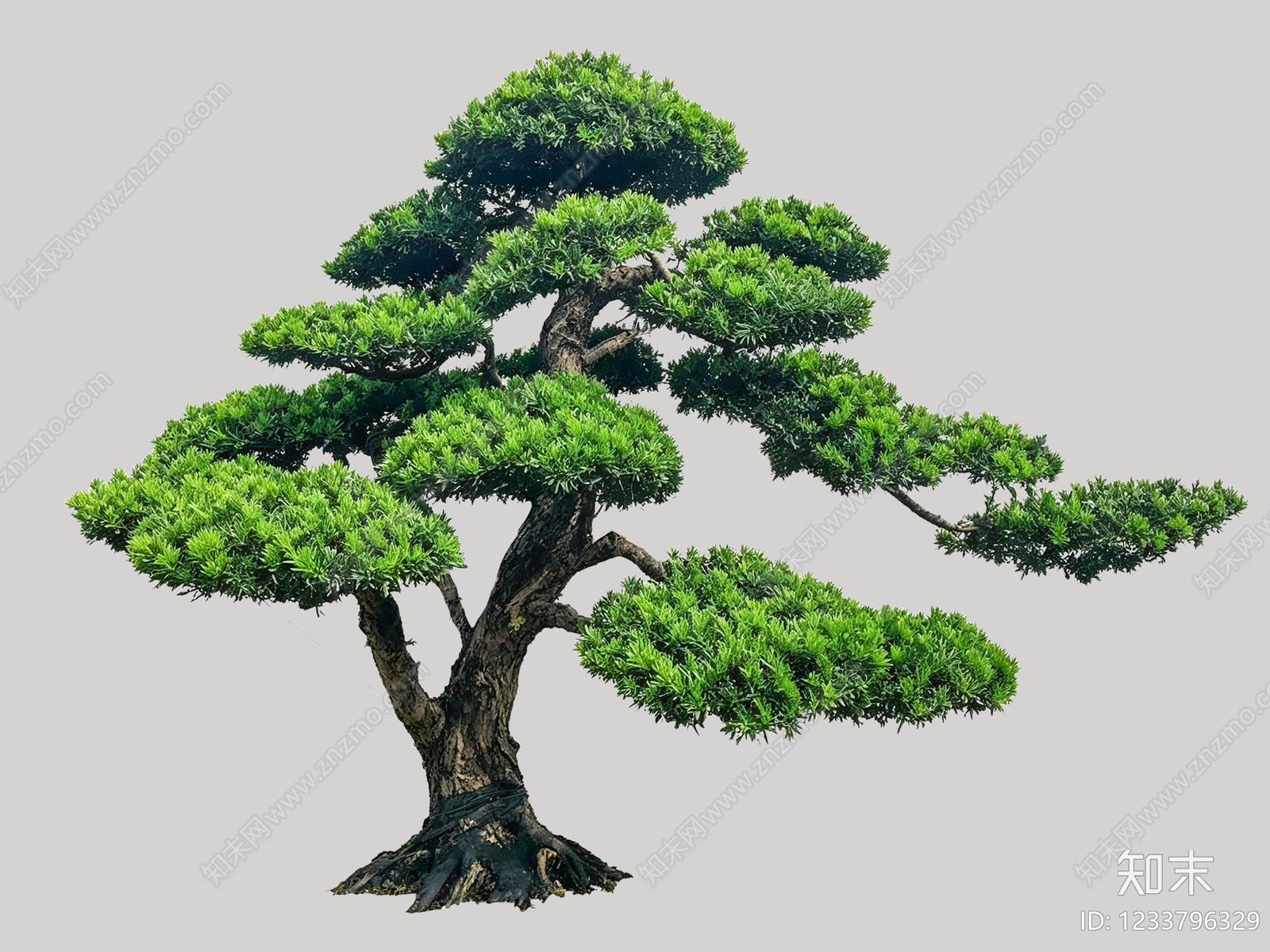 禅意乔木SU模型下载【ID:1233796329】
