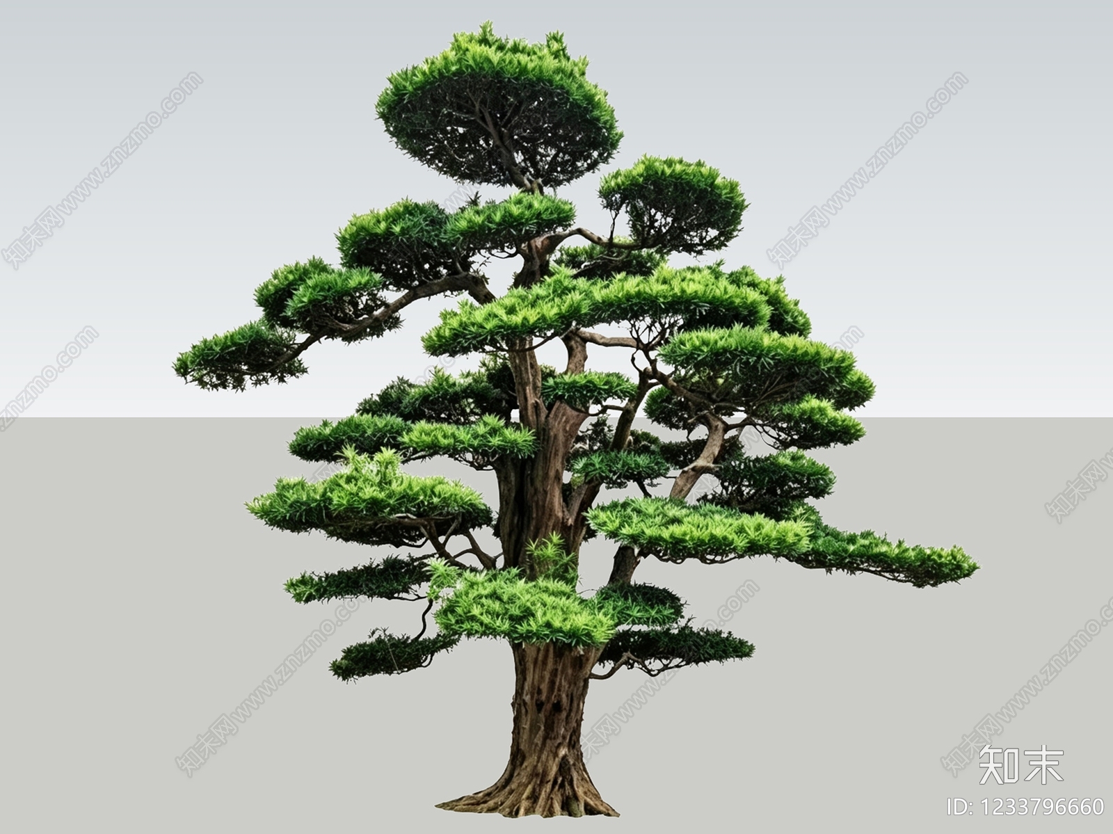 禅意乔木SU模型下载【ID:1233796660】