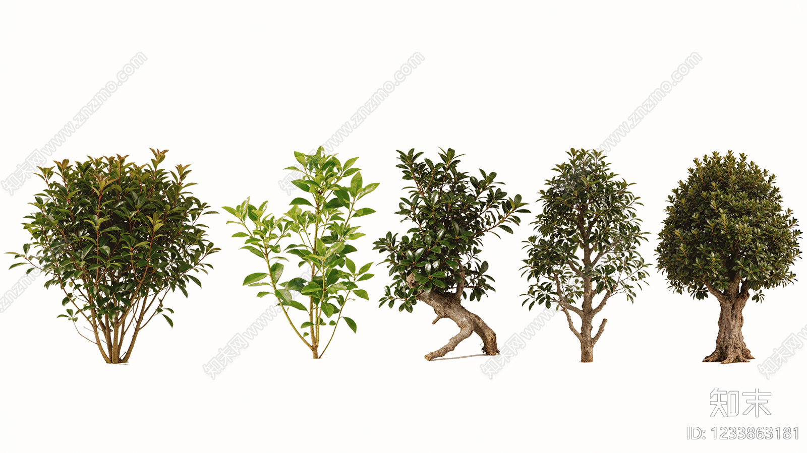 禅意乔木SU模型下载【ID:1233863181】