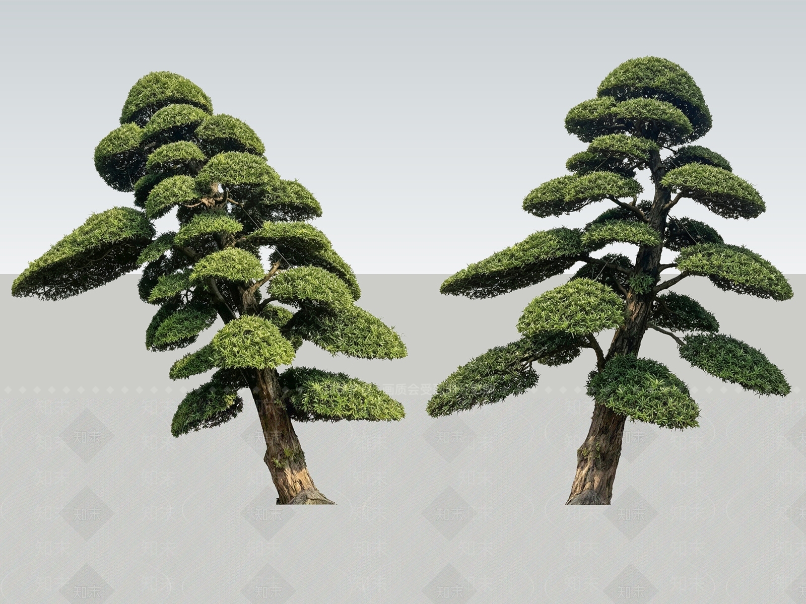 禅意乔木SU模型下载【ID:1233868712】