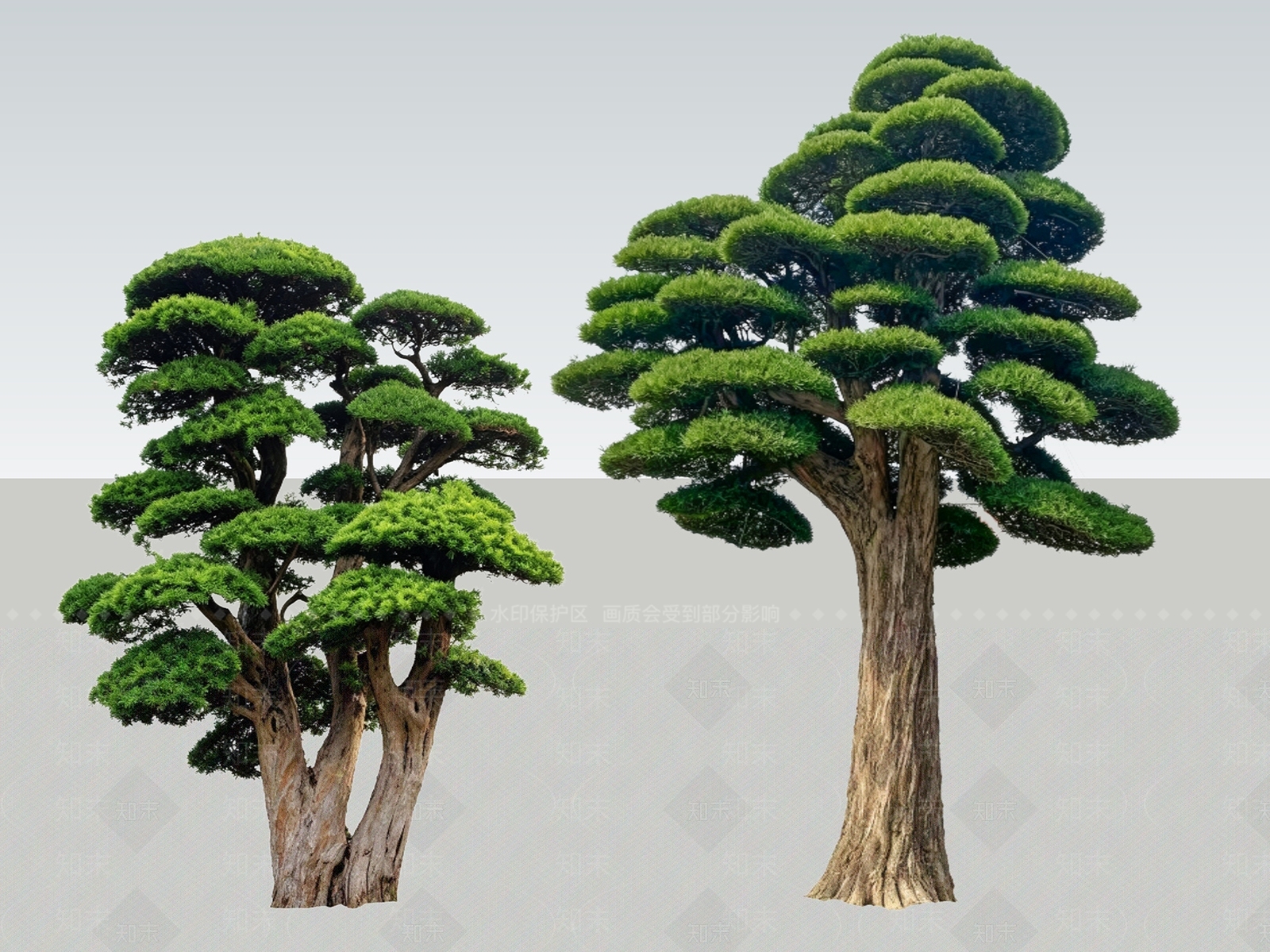 禅意乔木SU模型下载【ID:1233878490】