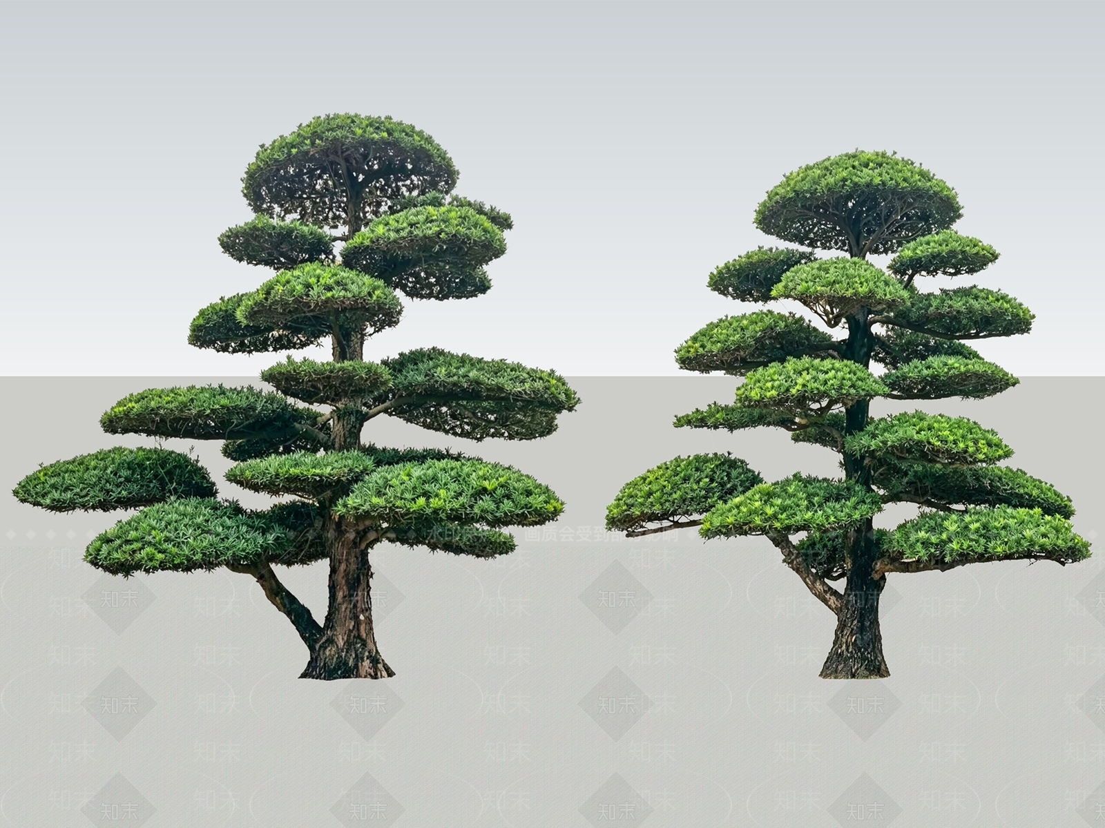 禅意乔木SU模型下载【ID:1233878456】