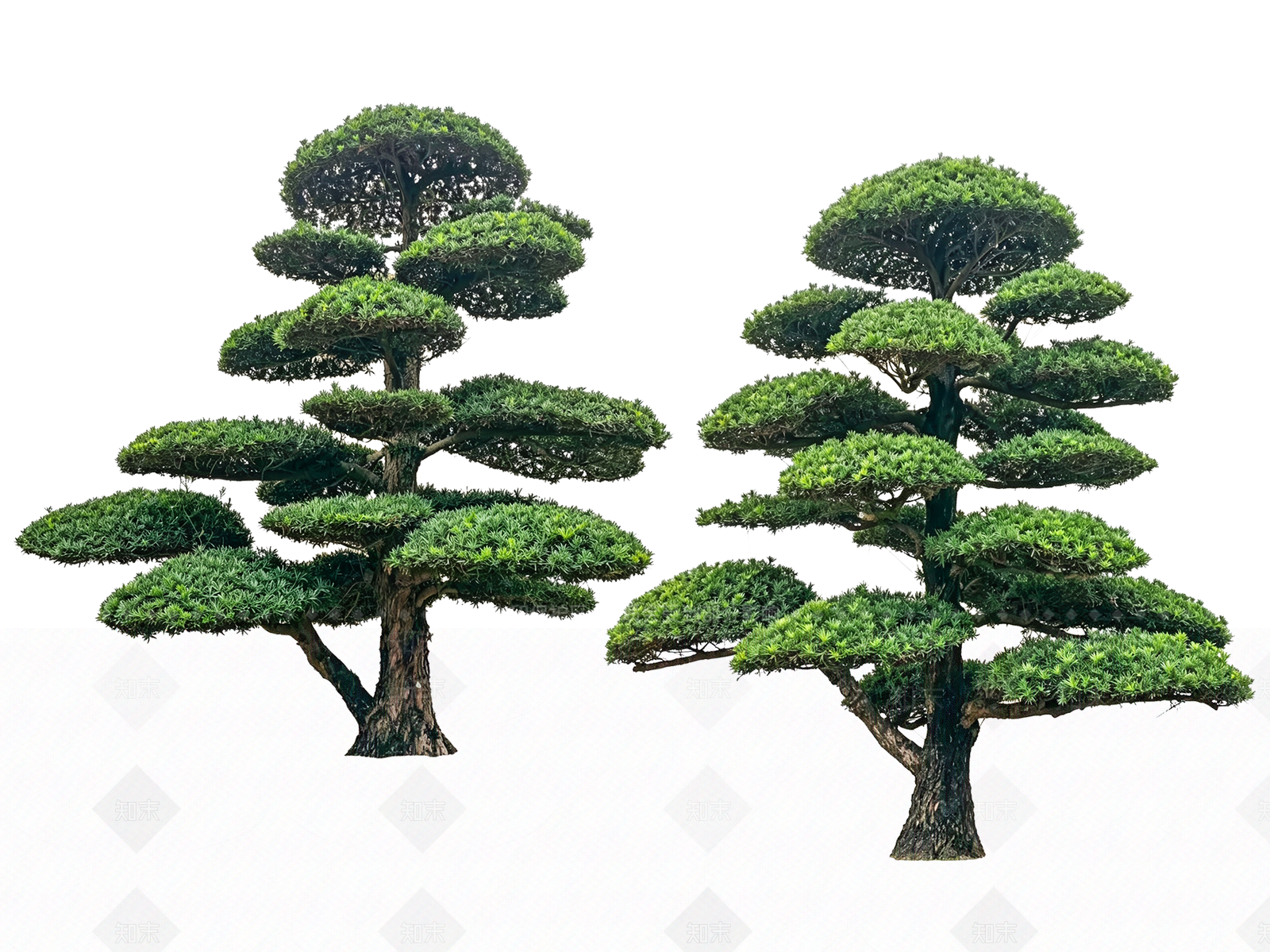 禅意乔木SU模型下载【ID:1233878456】