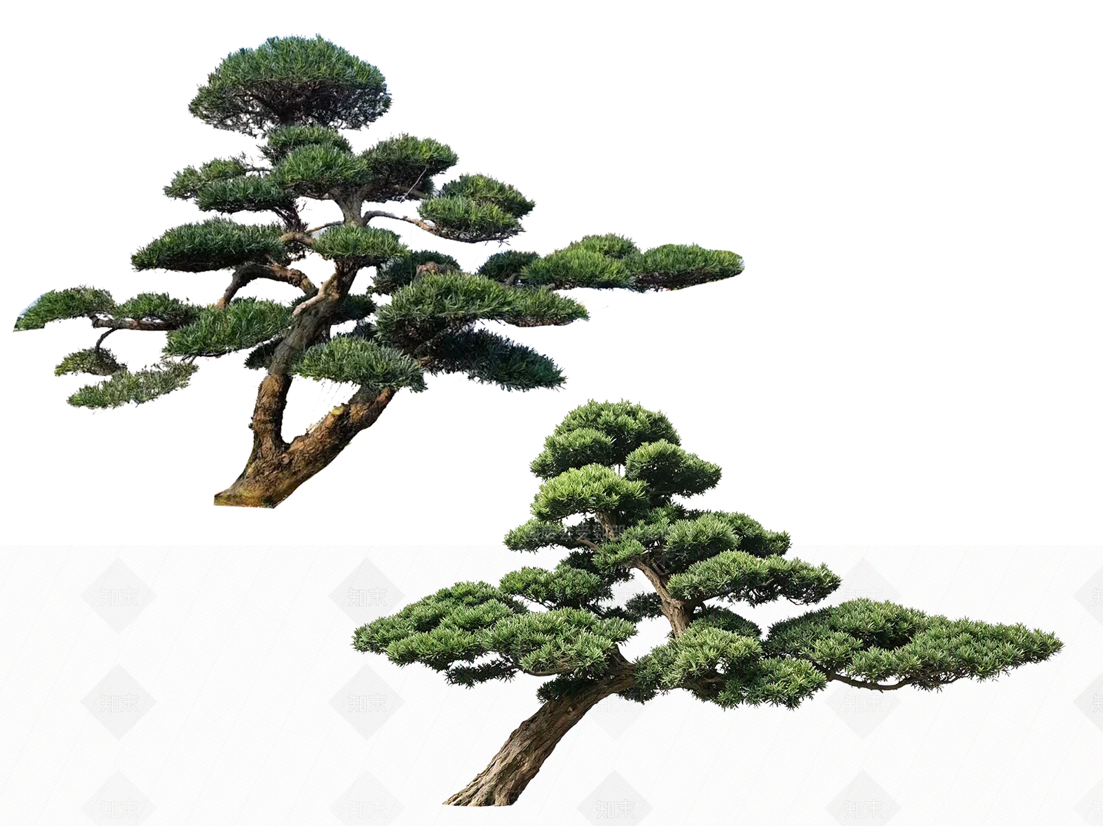 新中式景观乔木SU模型下载【ID:1233878449】