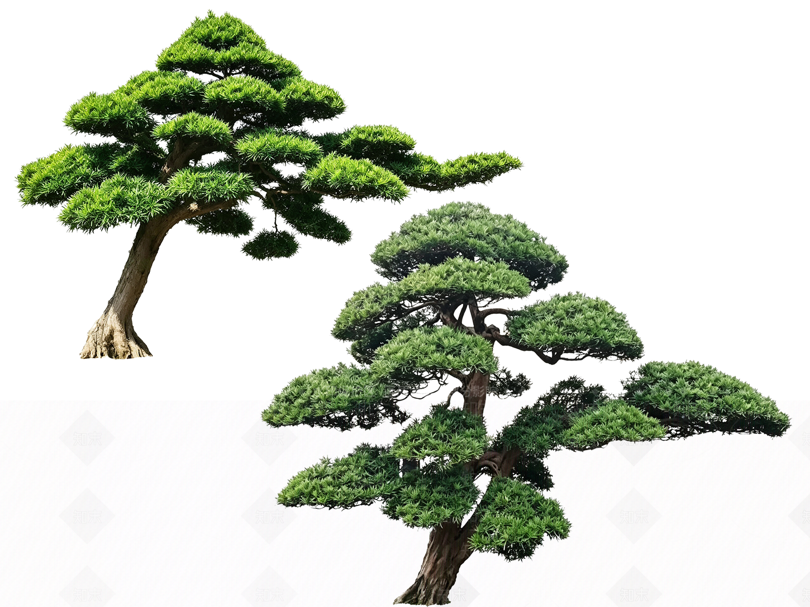 禅意乔木SU模型下载【ID:1233878689】
