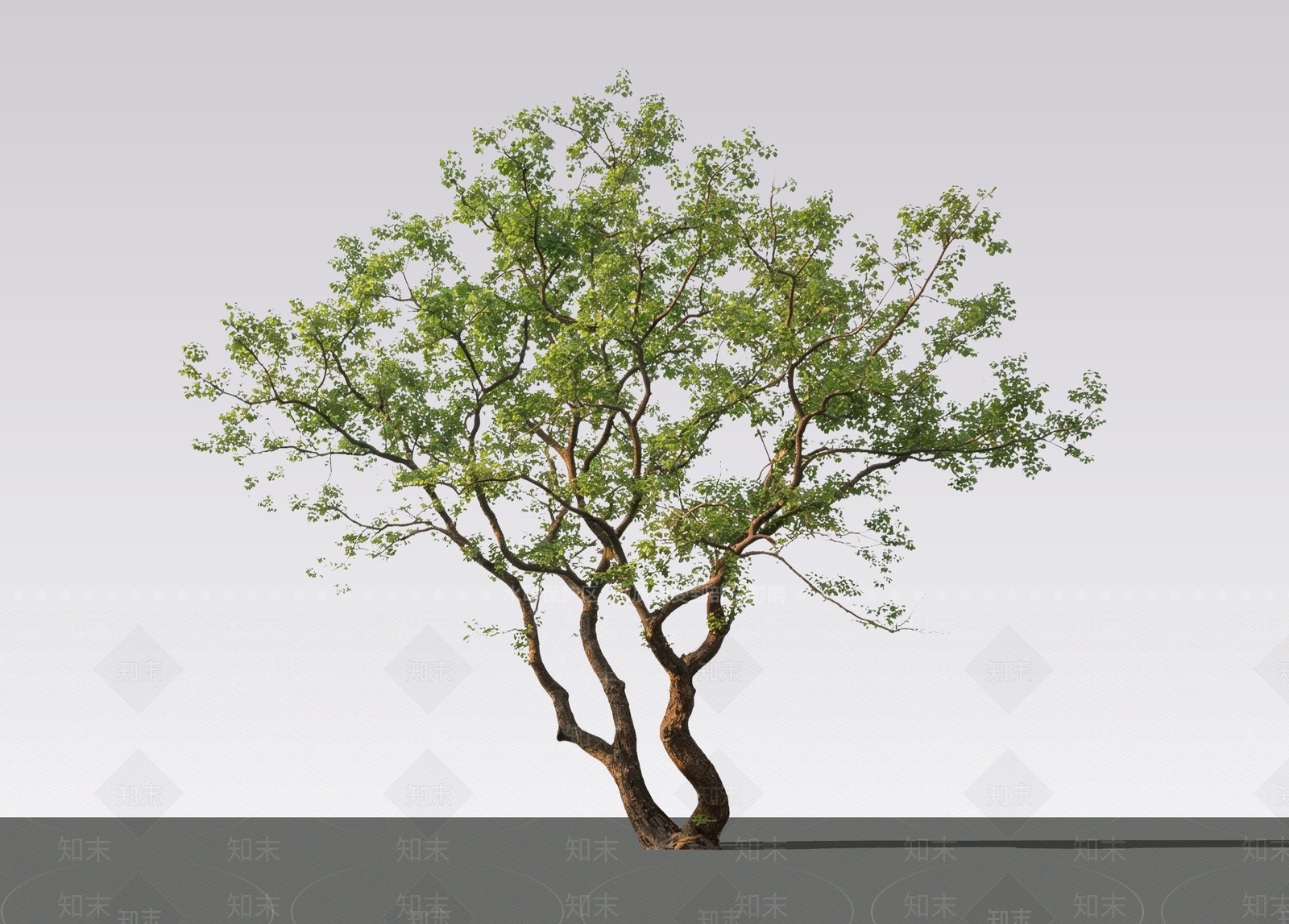 乔木SU模型下载【ID:1234031973】
