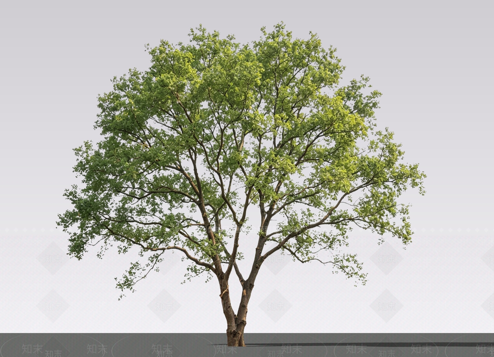乔木SU模型下载【ID:1234033502】