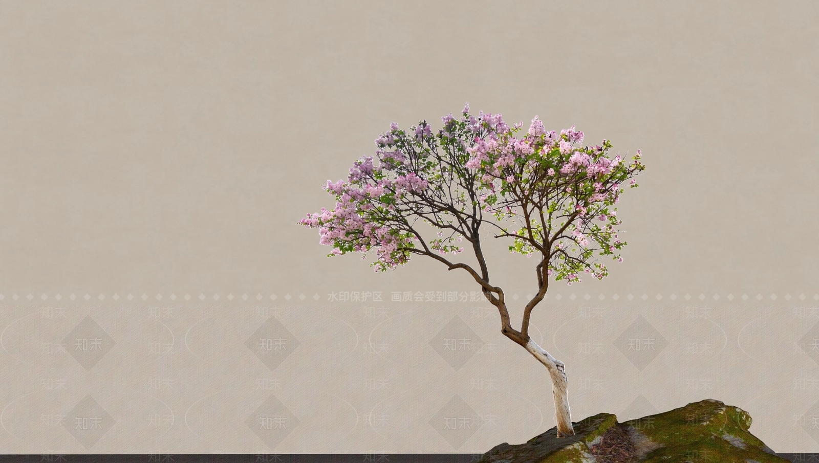 禅意乔木SU模型下载【ID:1234282434】